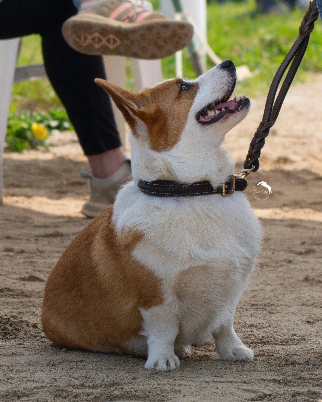 Horse show pups will always have a special place in my heart 🥺

If you didn't know already, dog photography packages are available! Message me for more information 🐶

#equinephotographer #horsephotography #equine
#horse #equestrian #photography #no