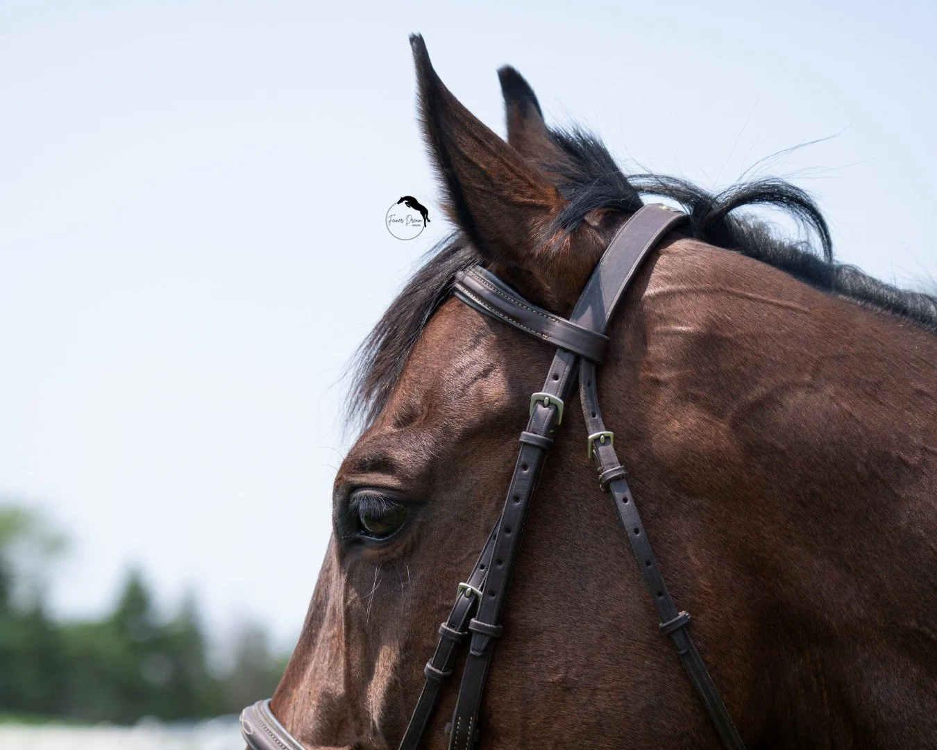 I spy a beautiful blue sky 💙

#equinephotographer #horsephotography #equine
#horse #equestrian #photography #northernillinois
#southernwisconsin #northernillinoisphotographer
#southernwisconsinphotographer #horseshow
#horseshowlife #hunterjumper
#ho