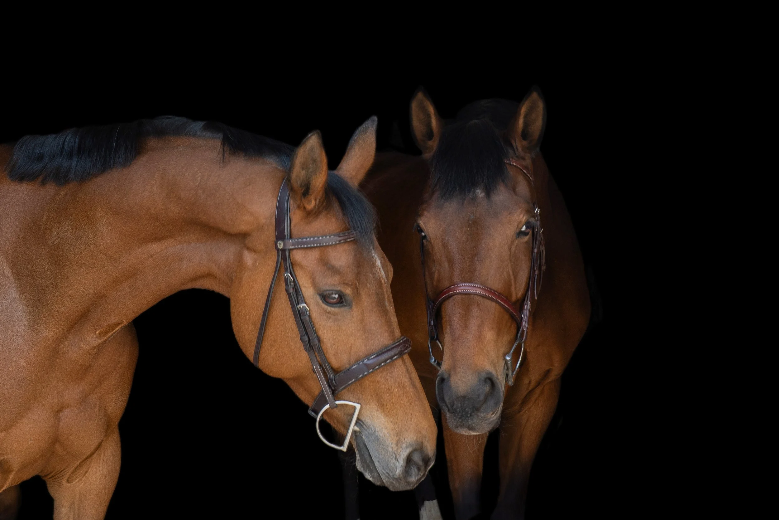 Equine Blackout Portraits