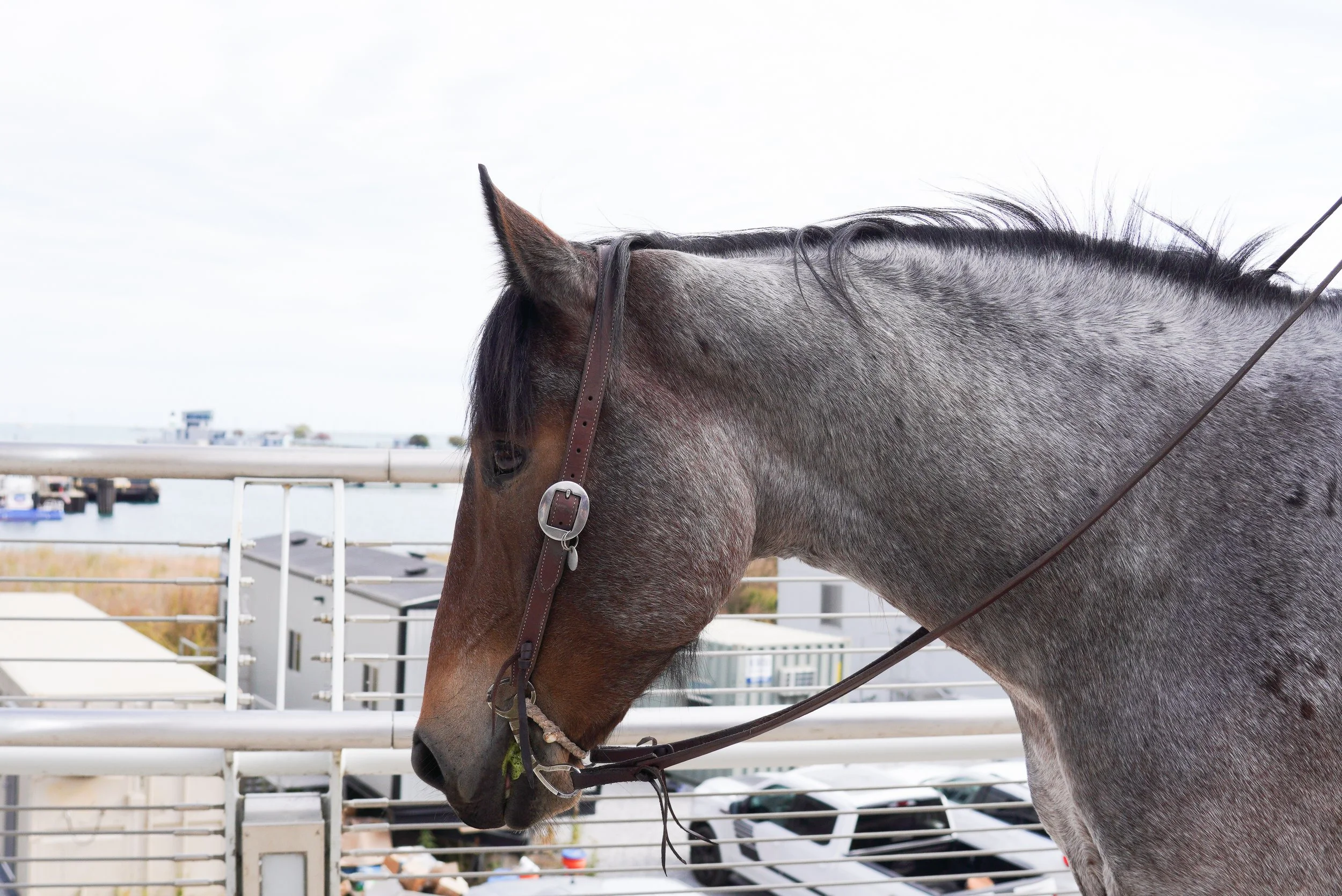 The Equestrian Business Guide to Getting Clients Online (without relying on word of mouth)