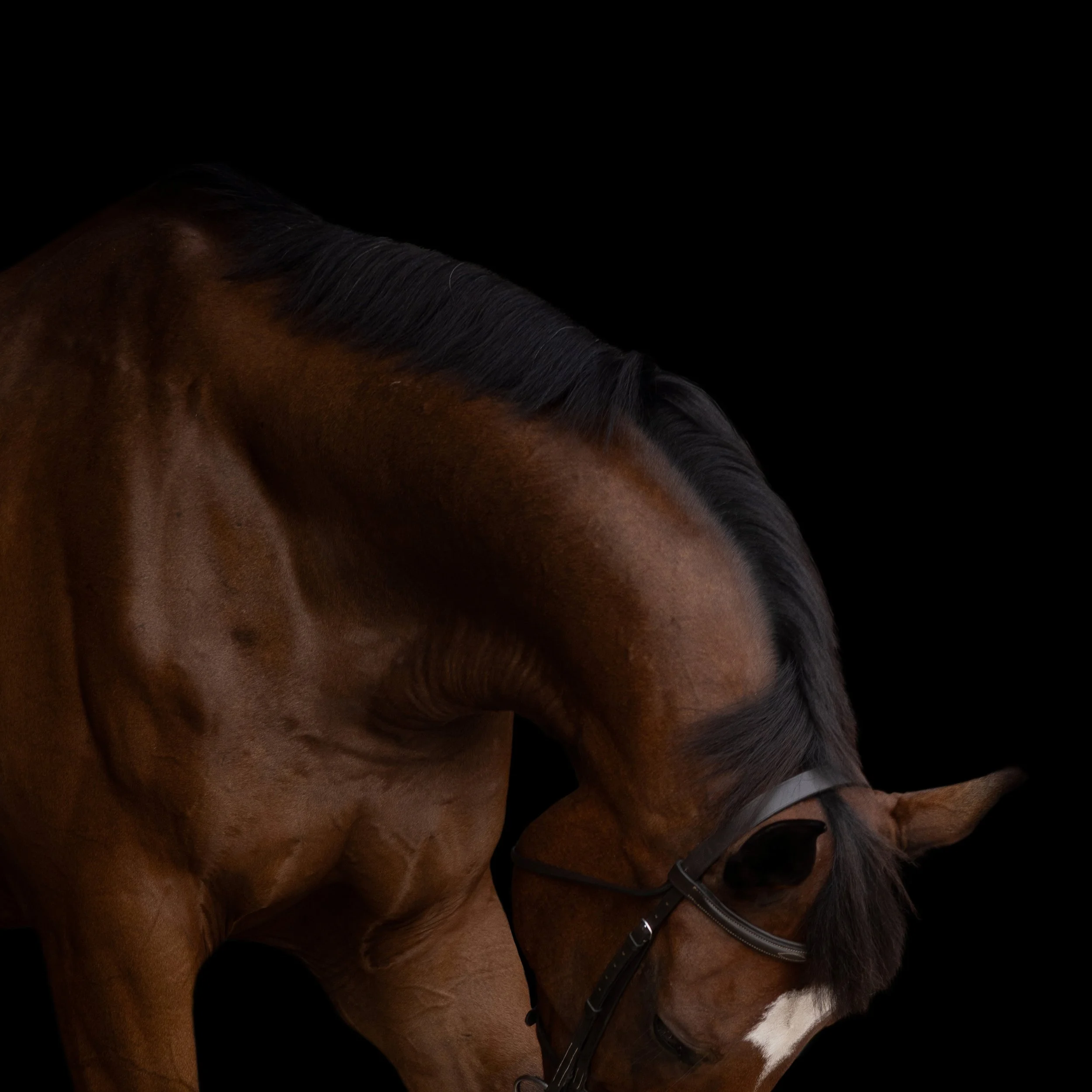 What’s Happening With Dover Saddlery? Why Riders Should Support Small Equestrian Businesses Right Now