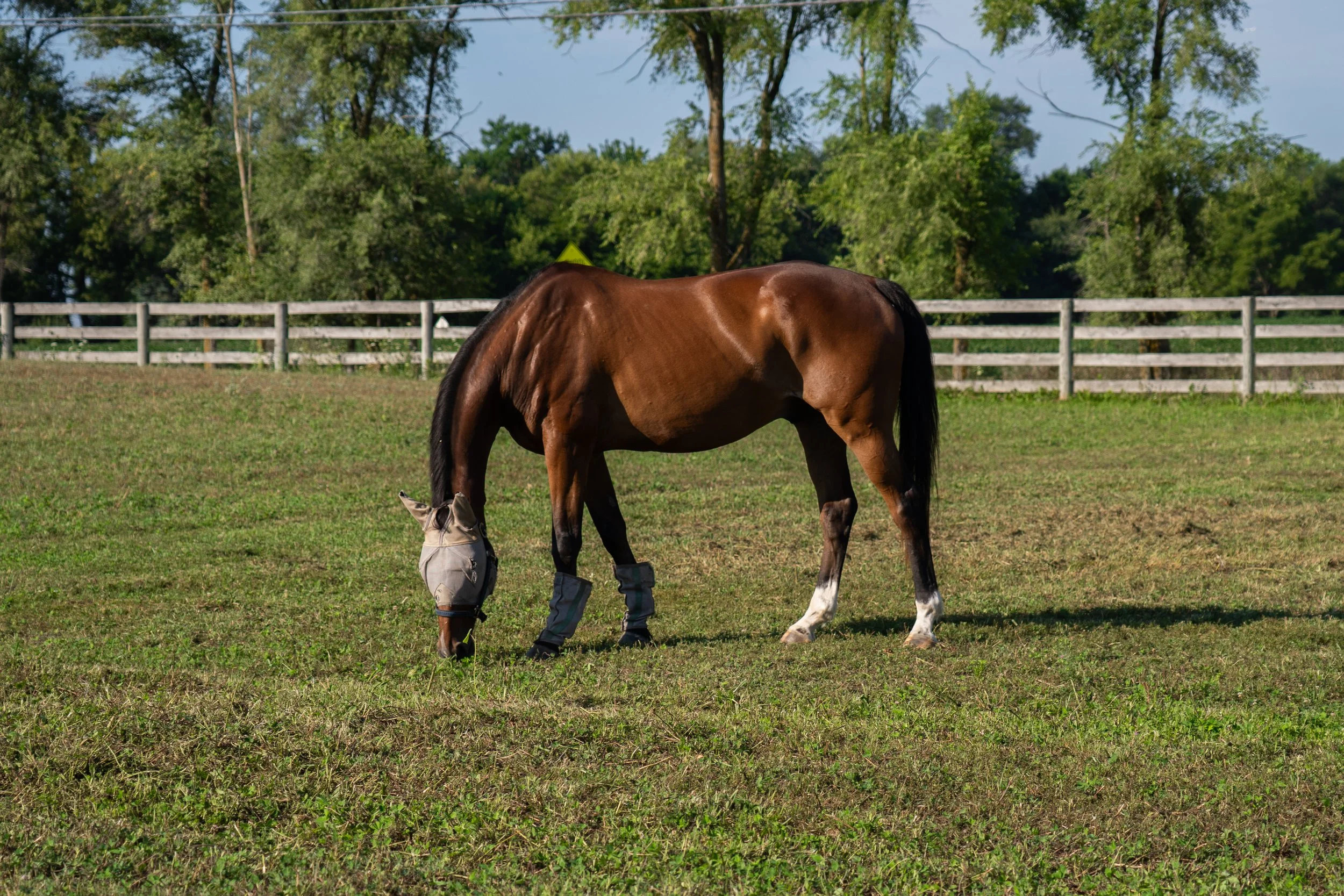 ChardonGateStables2025-FeinerDreamMedia (100).jpg