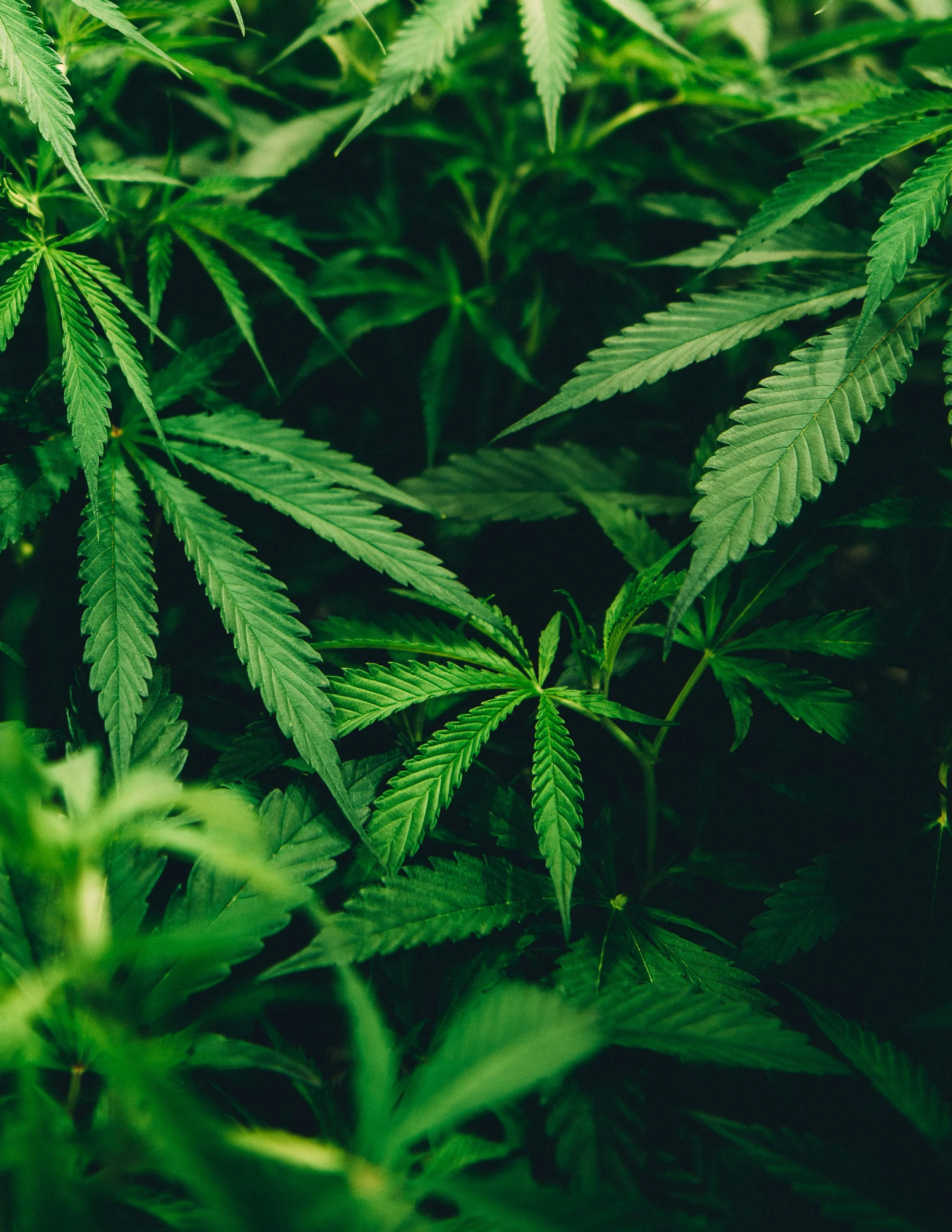 Historia del Cannabis