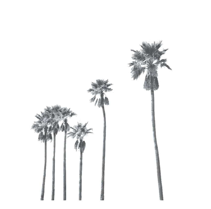 Silhouettes of five palm trees of varying heights against a transparent background.