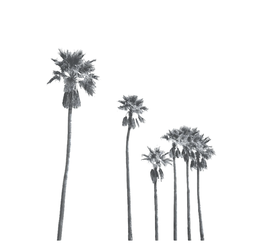 A digitally stylized image of tall palm trees with a cloudy sky in the background.