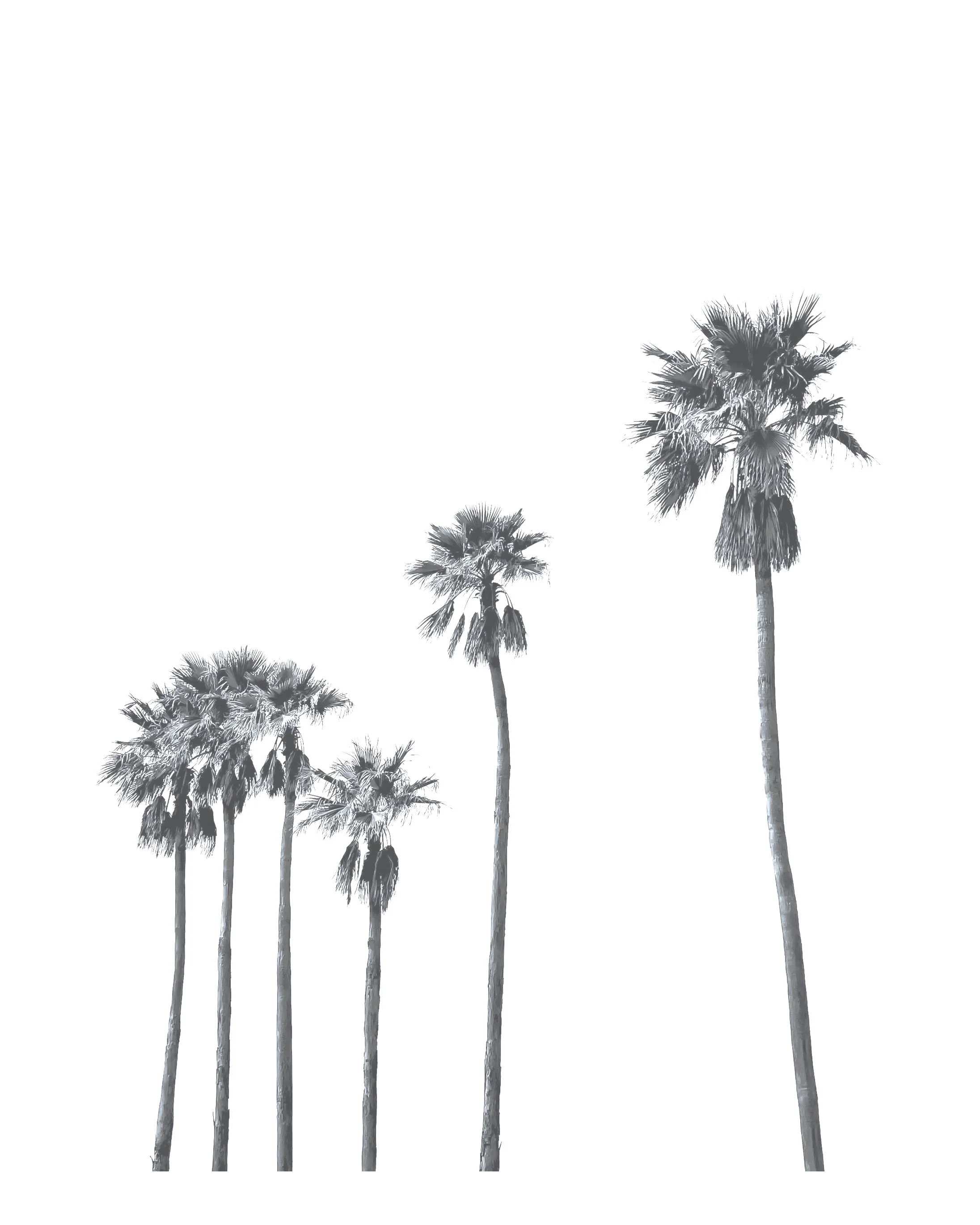 A minimalist illustration of five tall palm trees against a white background.