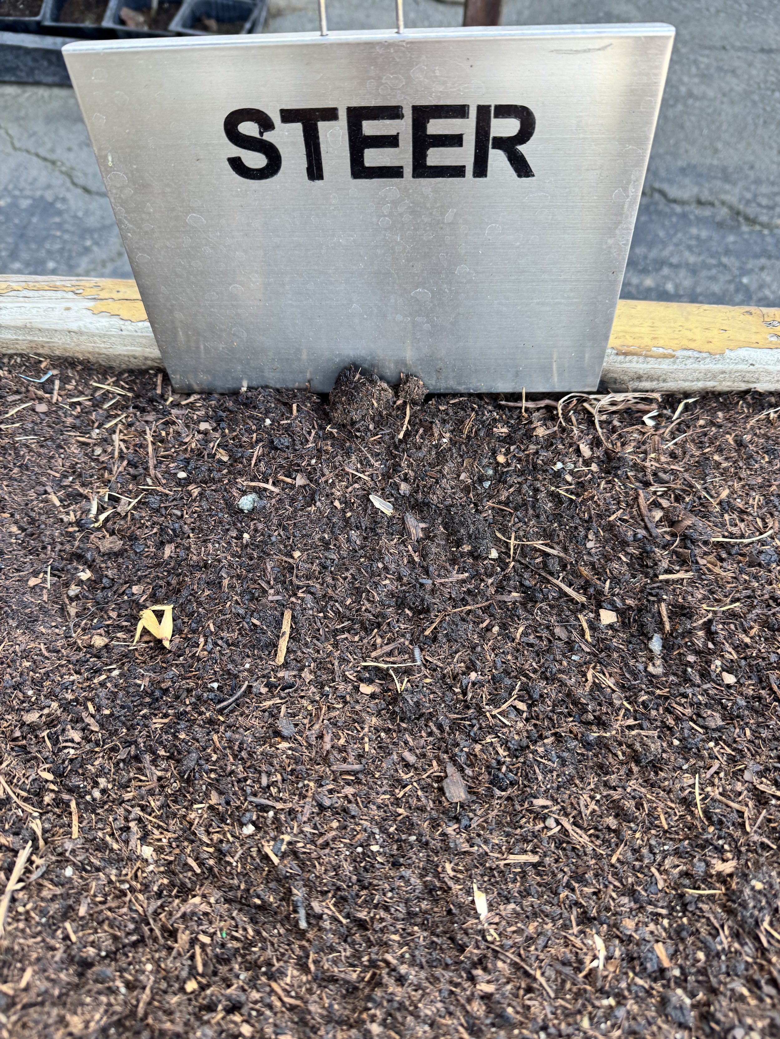 Steer