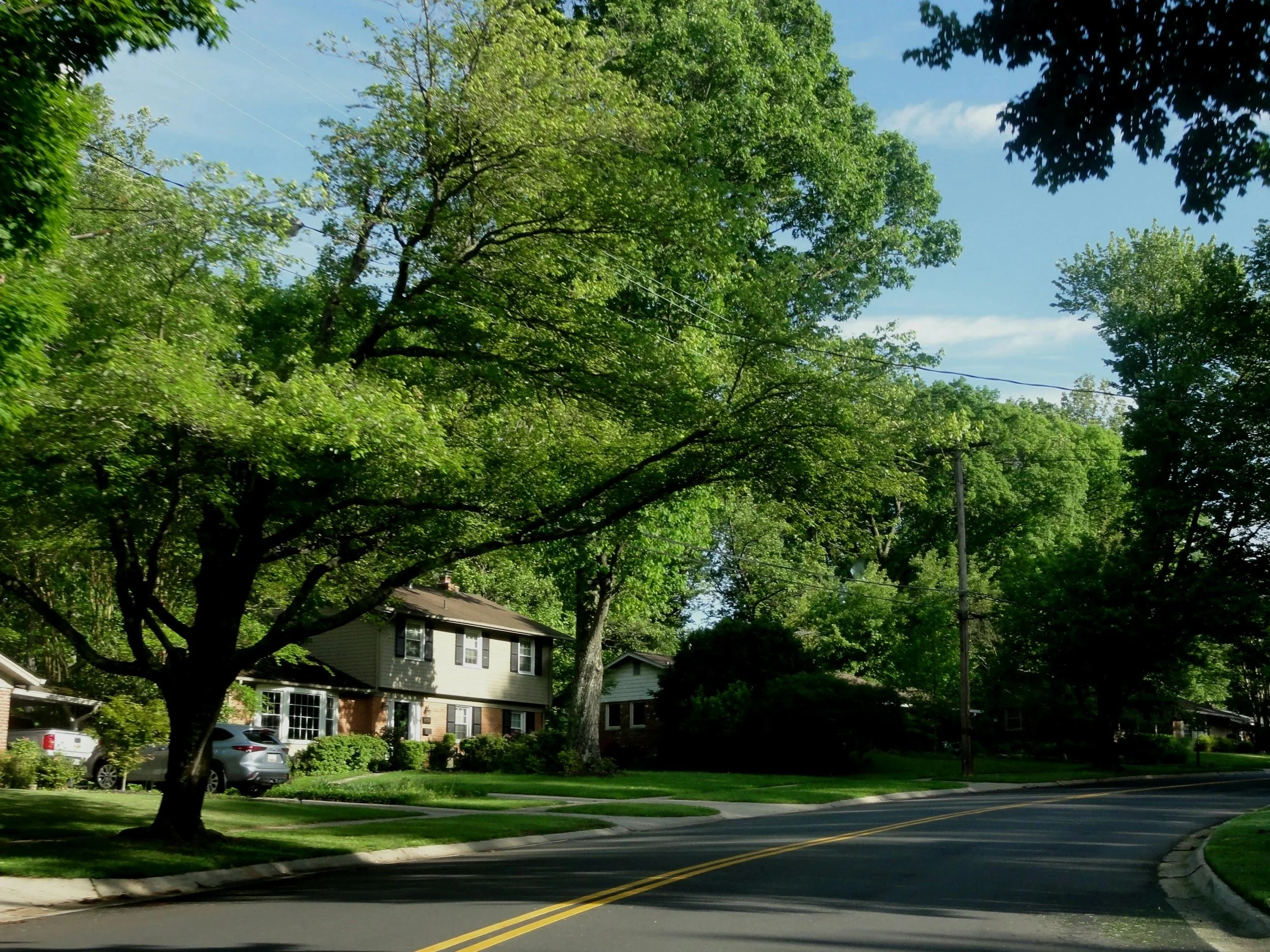 A suburban neighborhood street lined with large leafy trees and residential houses. There are cars parked along the street and a sidewalk, with a clear blue sky overhead.