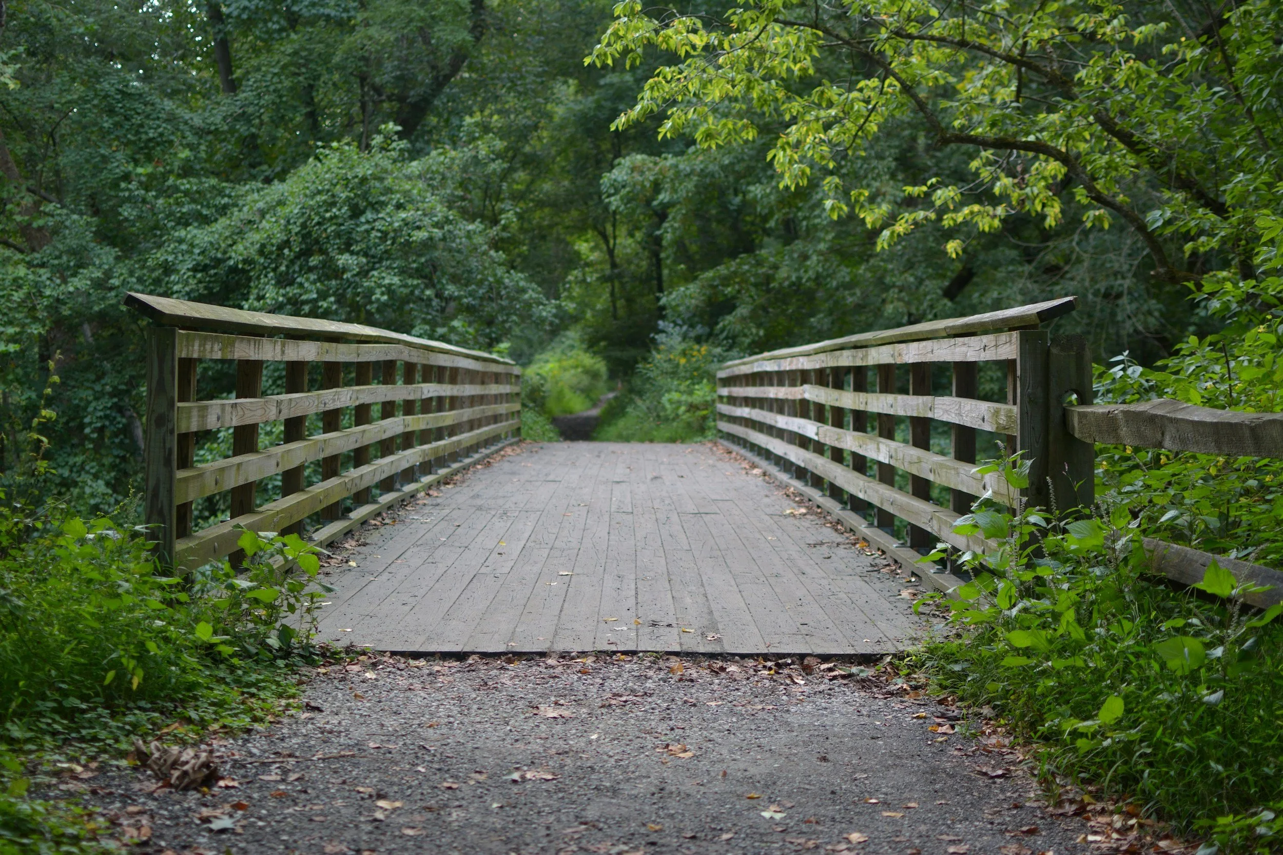 Wooden bridge over a dirt path surrounded by lush green trees in a forest.
