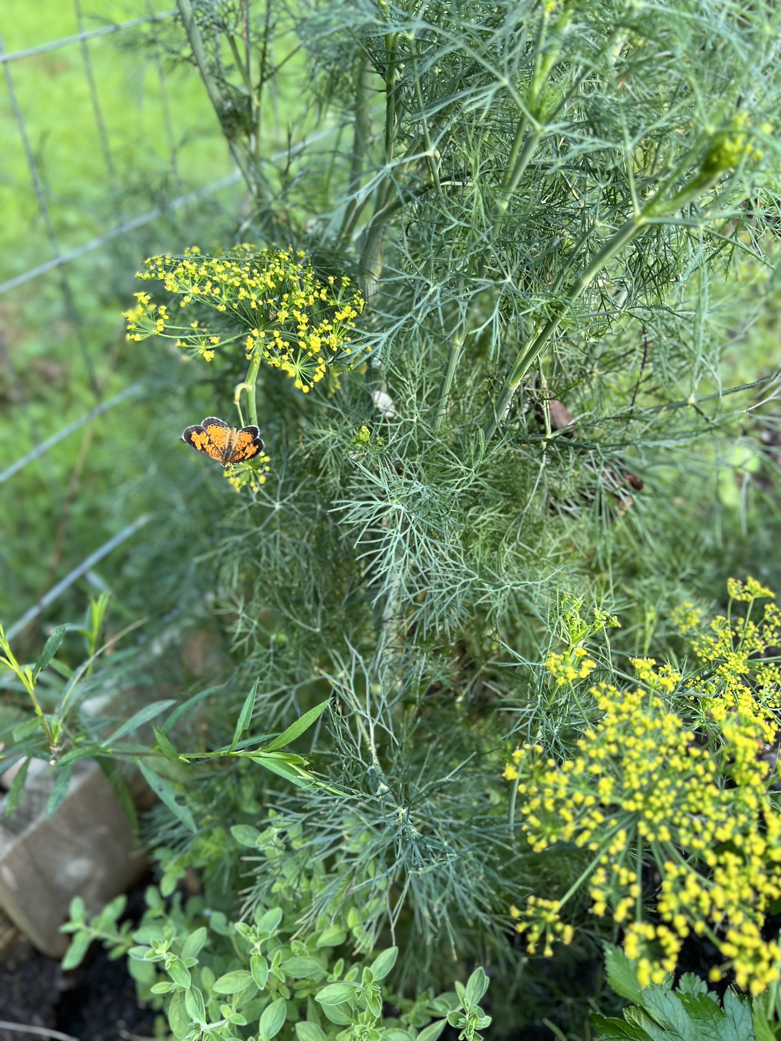 IMG_0598.jpeg