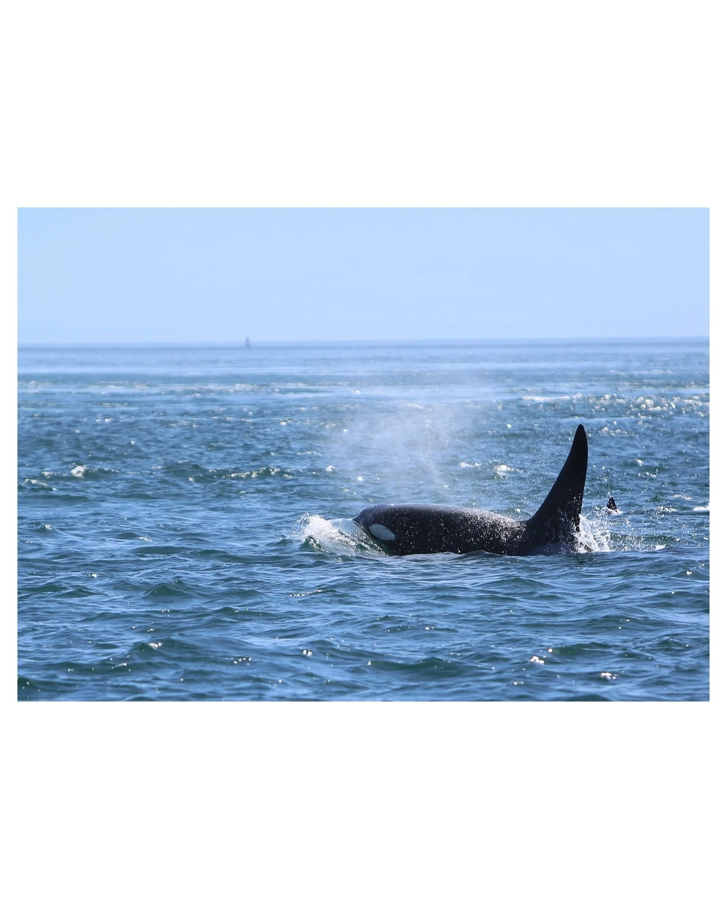 &ldquo;Went wandering wistfully, watching waves with wild whales.&rdquo;

Pictured here are Transient Killer Whales around Orcas Island. These orcas hunt in small pods, often led by a matriarch.
The first photo depicts a male orca which can be identi