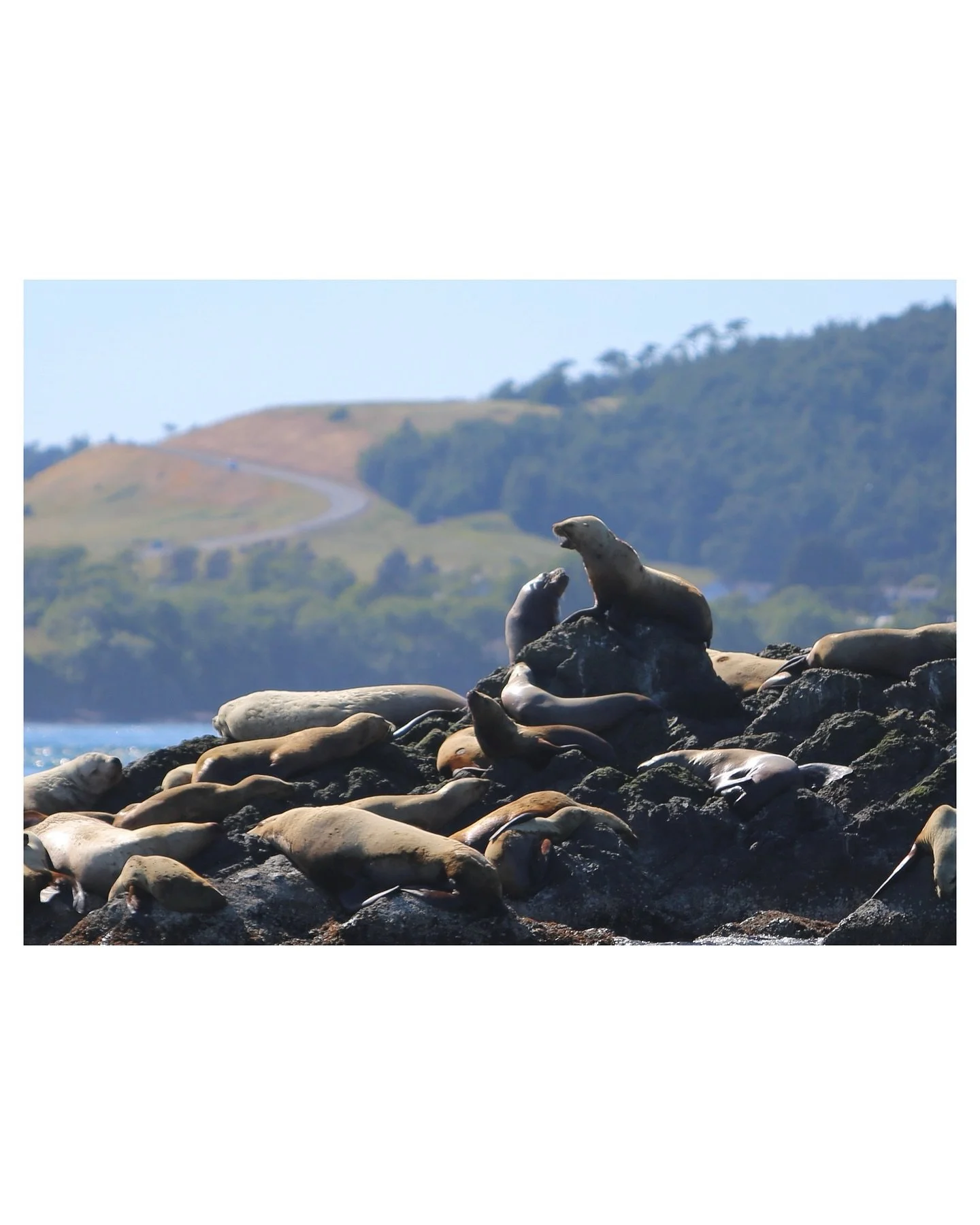 One day I will find my own little rock in the ocean.
And just spend my day hanging out in the sun. 

📸: Canon EOS 5D Mark III

#photography
#photographyart
#freelancerphotographer
#summervibes
#naturephotography
#outdoorphotography 
#wildlifephotogr