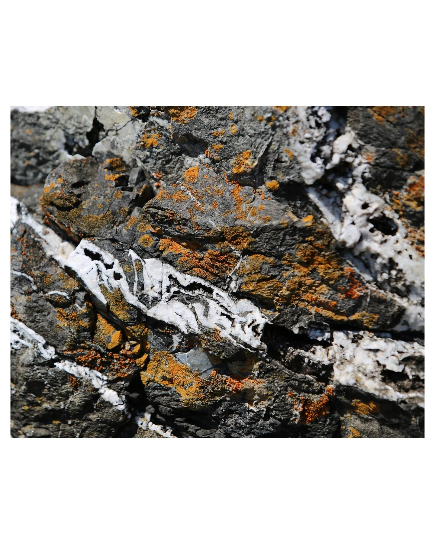 Textures: pt. 1.

Stop and take a moment to enjoy.

📸: Canon EOS 5D Mark III

#photography
#photographyart
#freelancerphotographer
#summervibes
#naturephotography
#outdoorphotography 
#wildlifephotography