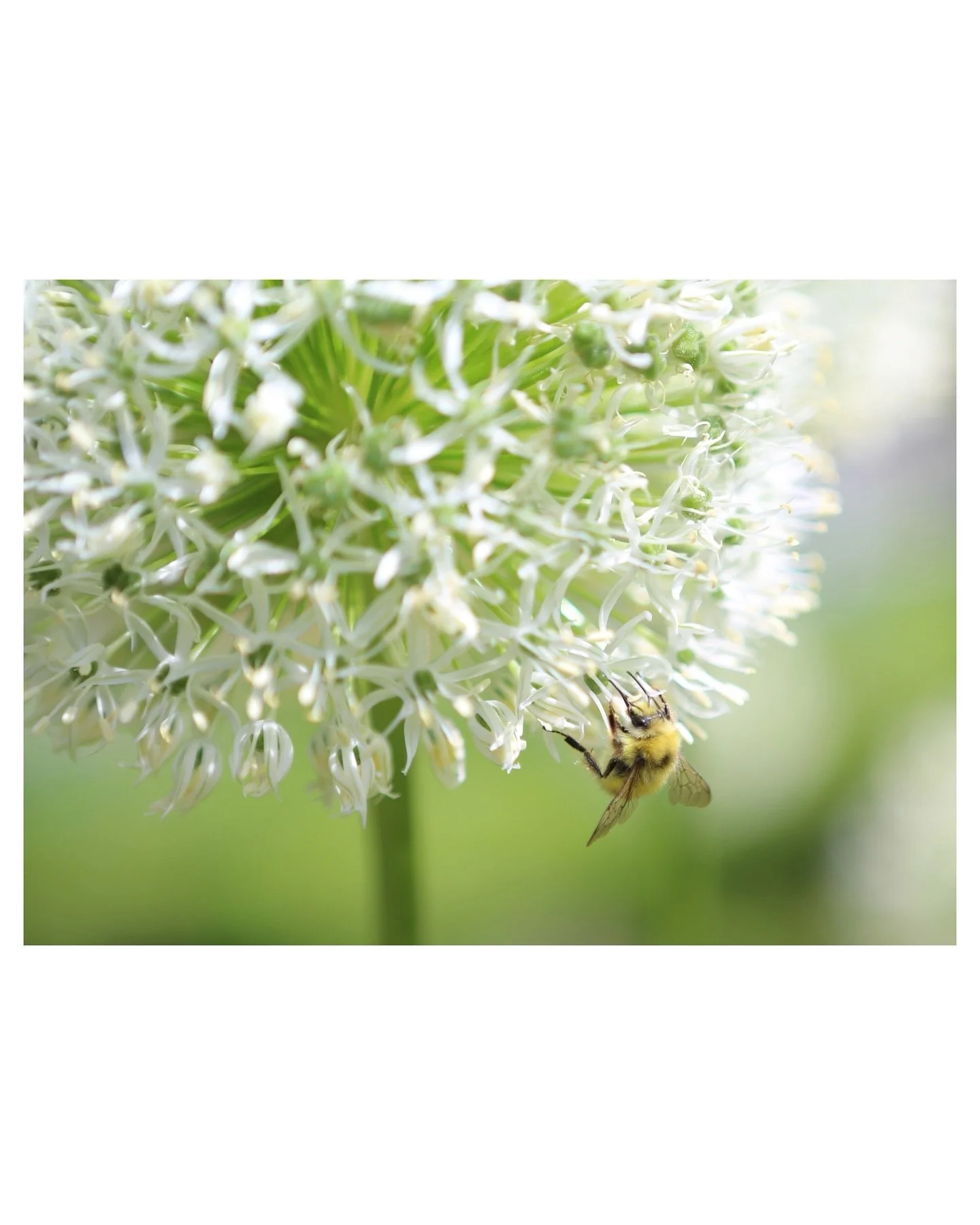 Busy Something-or-Other.

📸: Canon EOS 5D Mark III

#photography
#photographyart
#freelancephotographer 
#naturephotography
#outdoorphotography 
#wildlifephotography