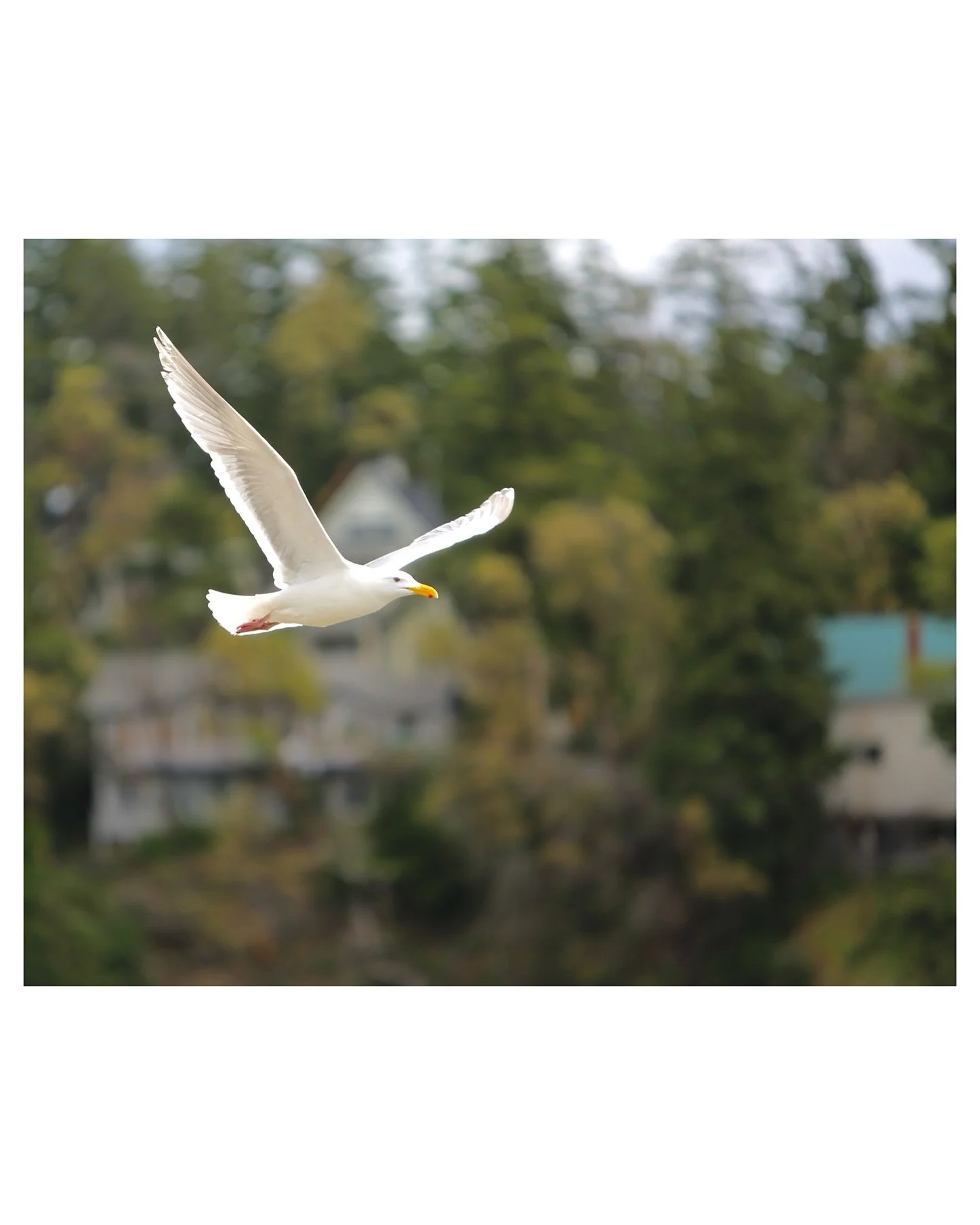&ldquo;Hey man, Im just passing by.&rdquo;

The little red spot on the seagulls bill is called a gonydeal spot. Nestlings will signal to the adult when they are hungry by tapping on this spot until the adult provides them with food, not unlike a huma