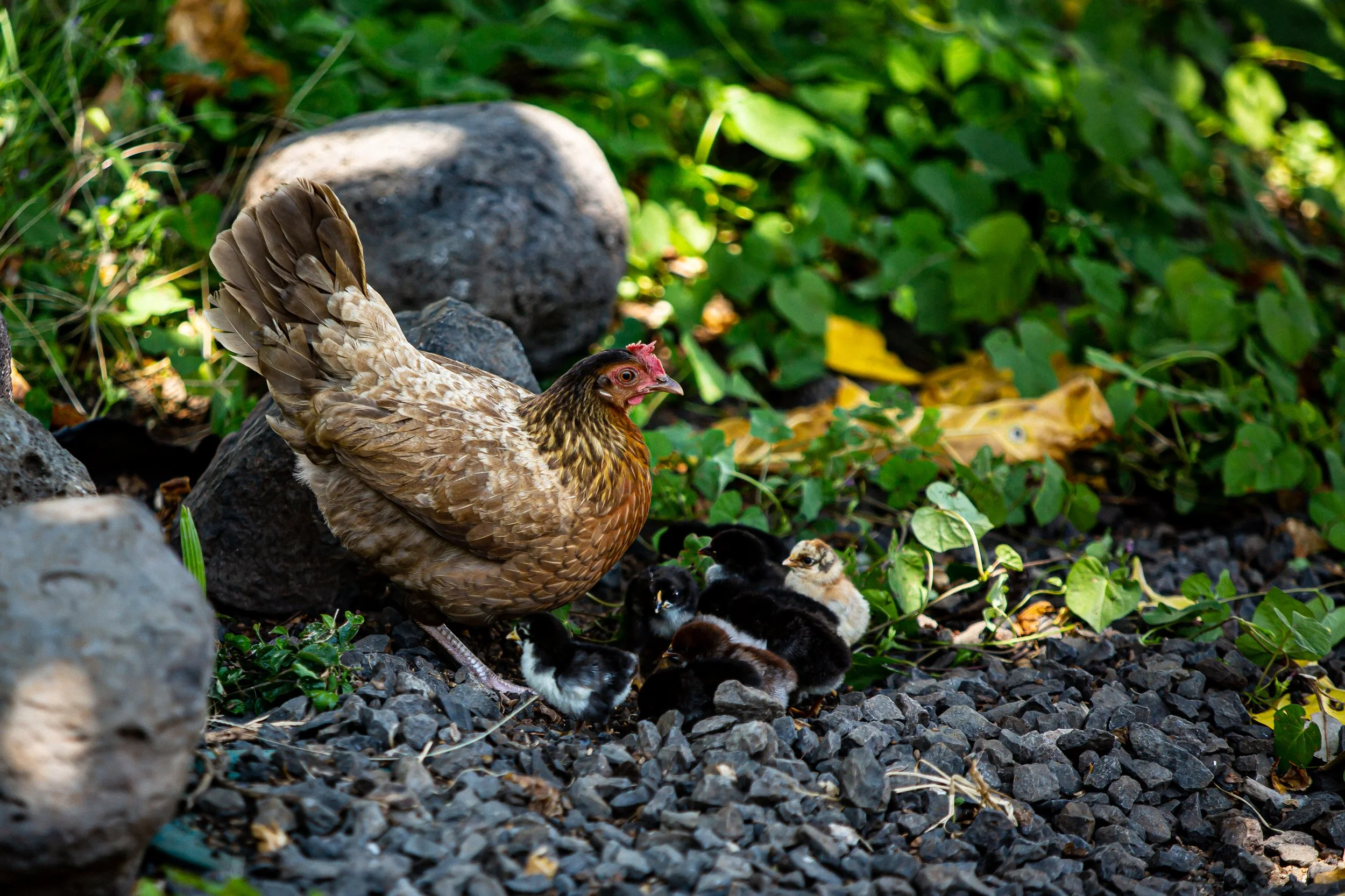 Copy of Copy of BV2B0979.jpg