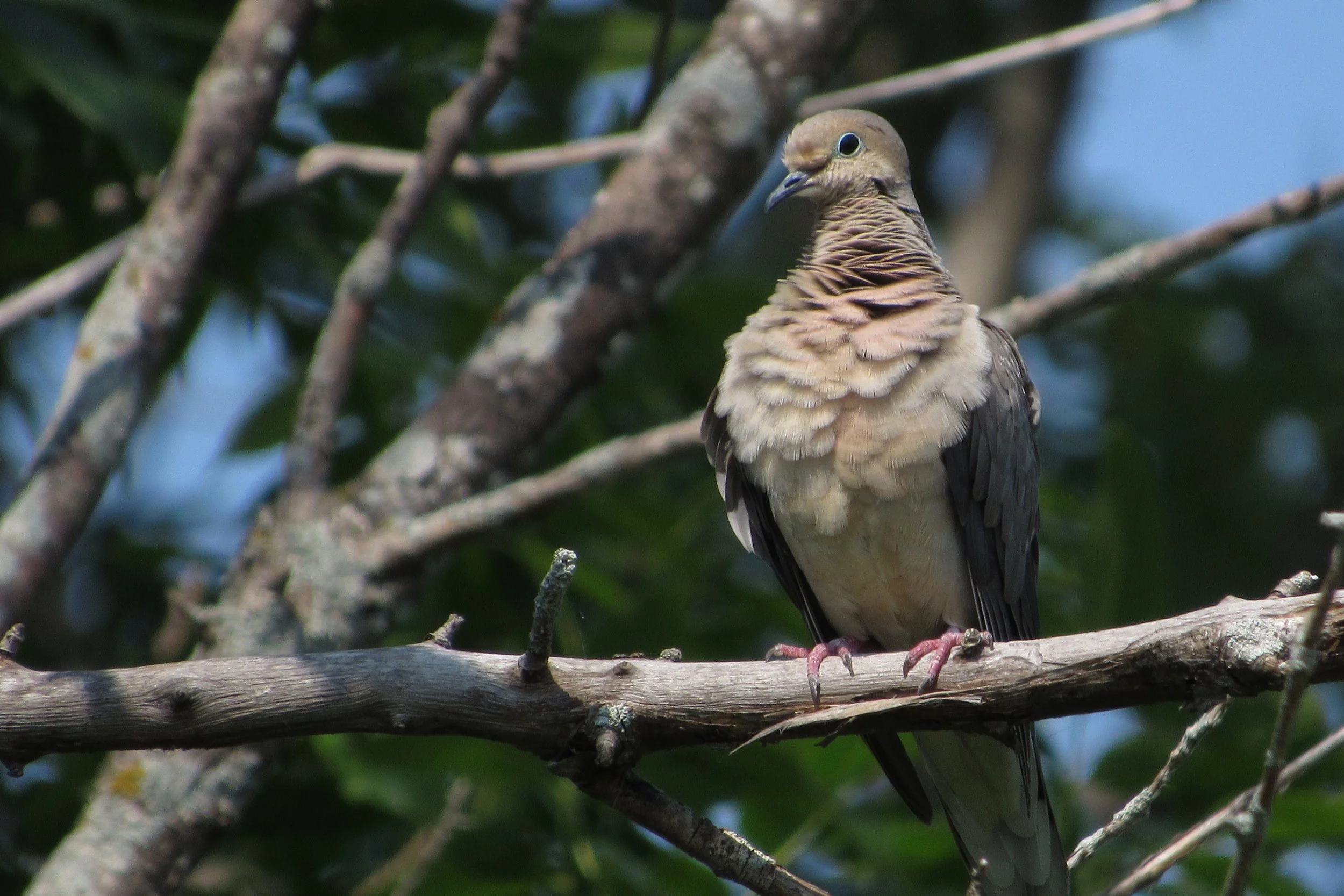 Copy of IMG_3763.JPG