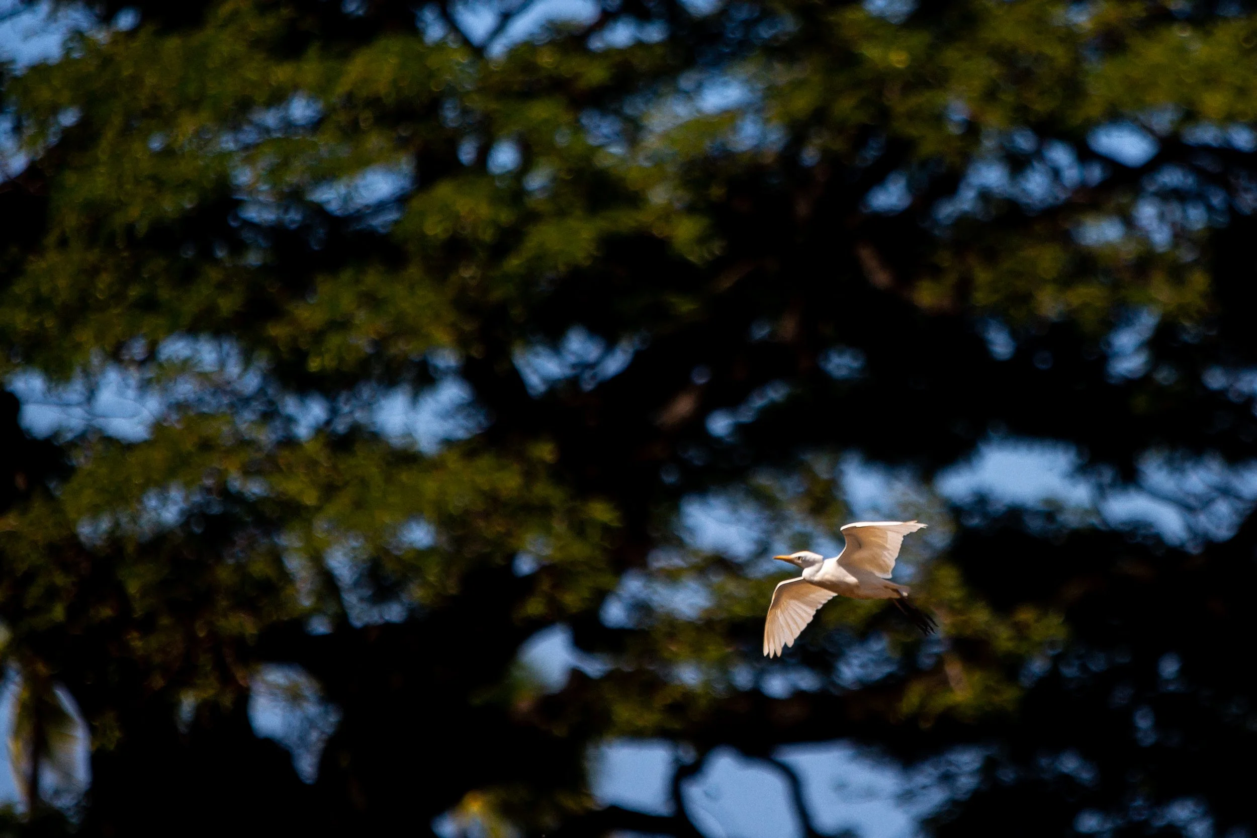 Copy of BV2B0637.jpg