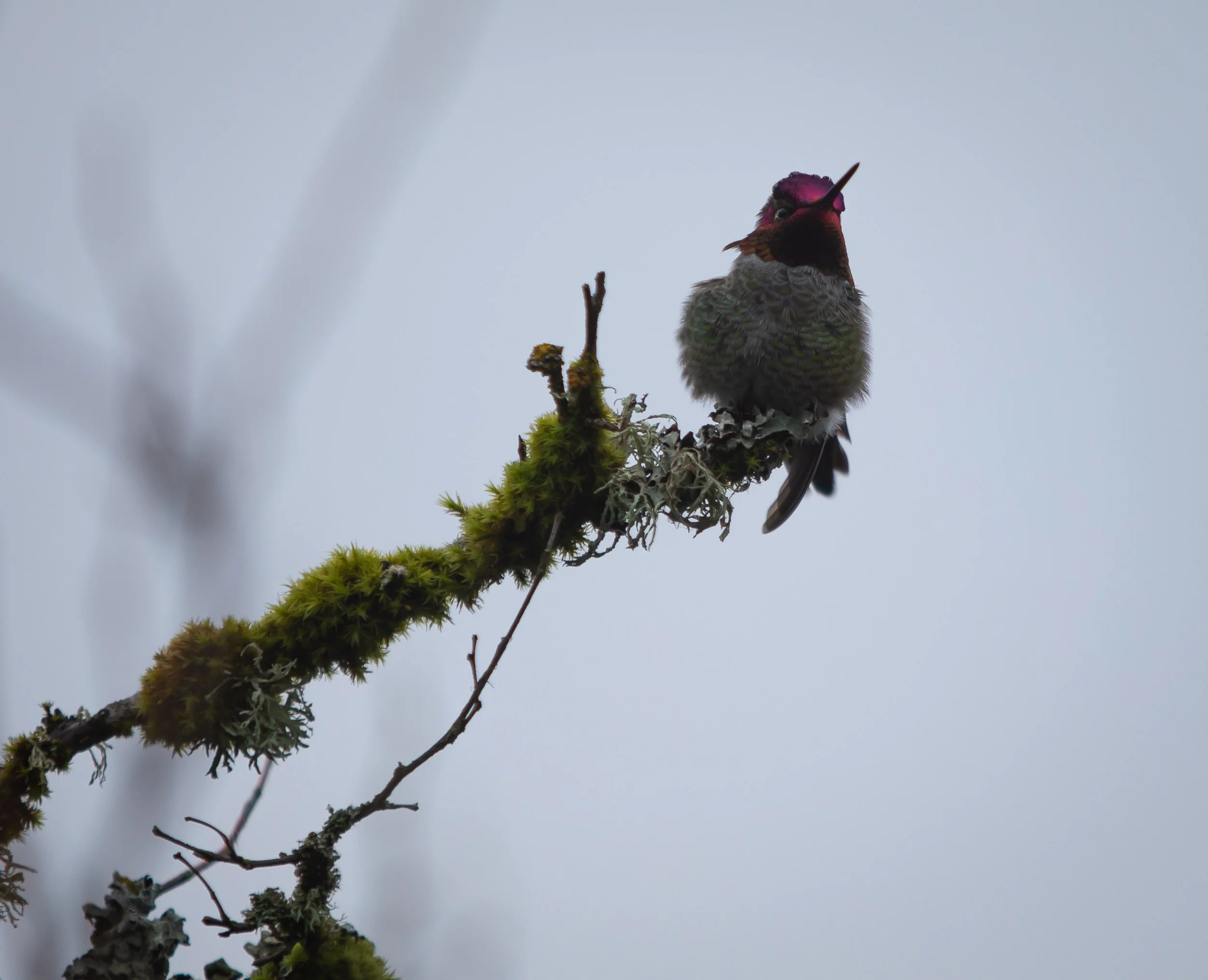 Copy of Copy of SB1_8196.jpg