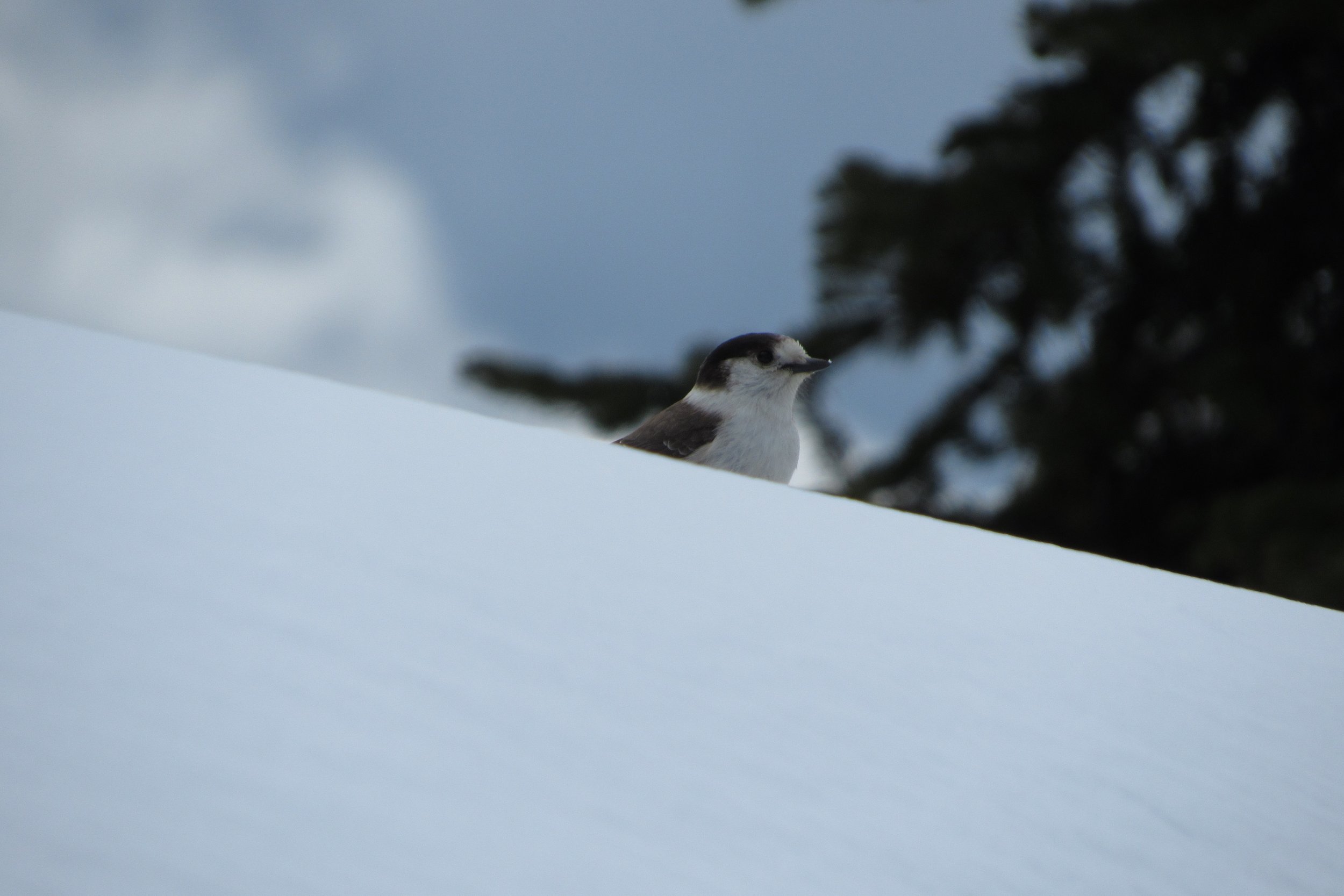 Copy of IMG_3719.JPG