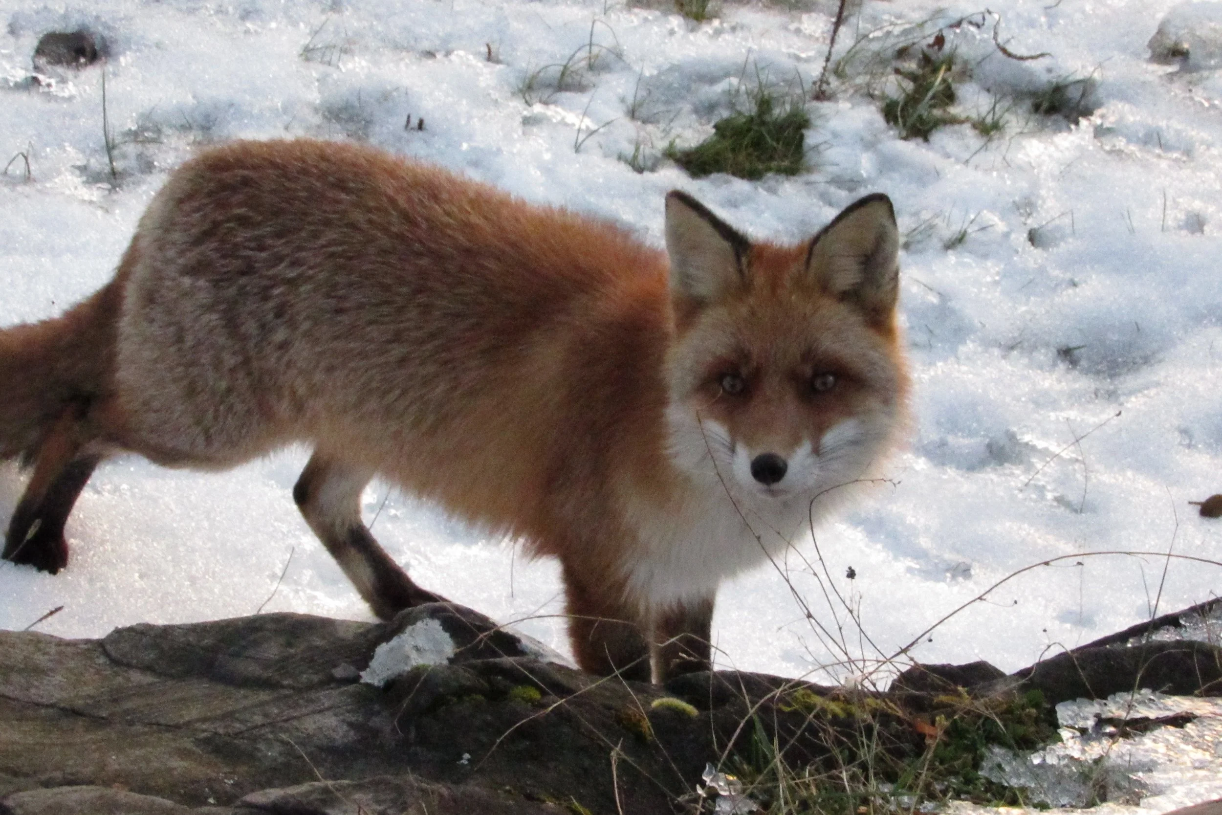 Copy of IMG_3658.JPG