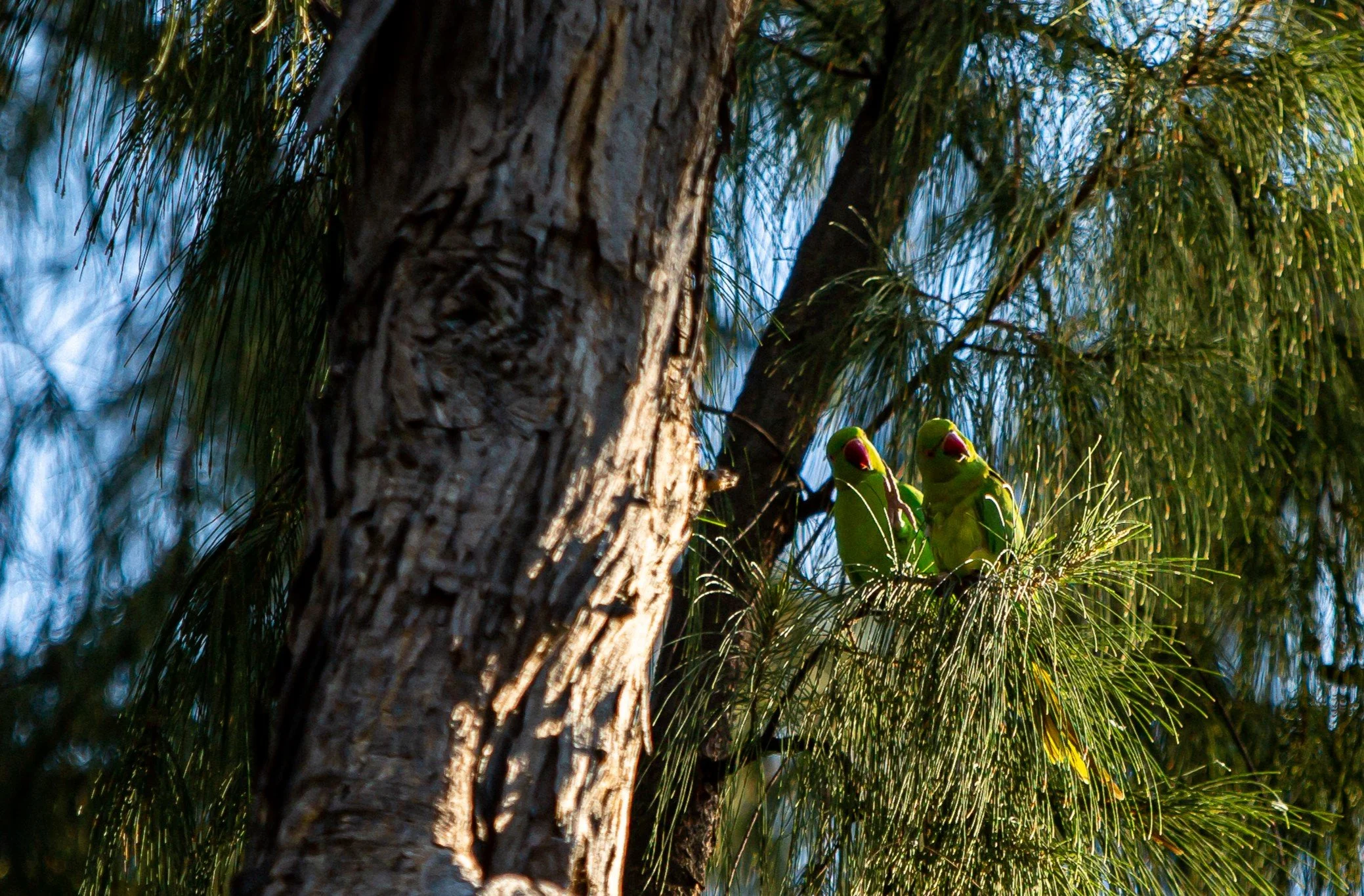 Copy of BV2B0888.jpg