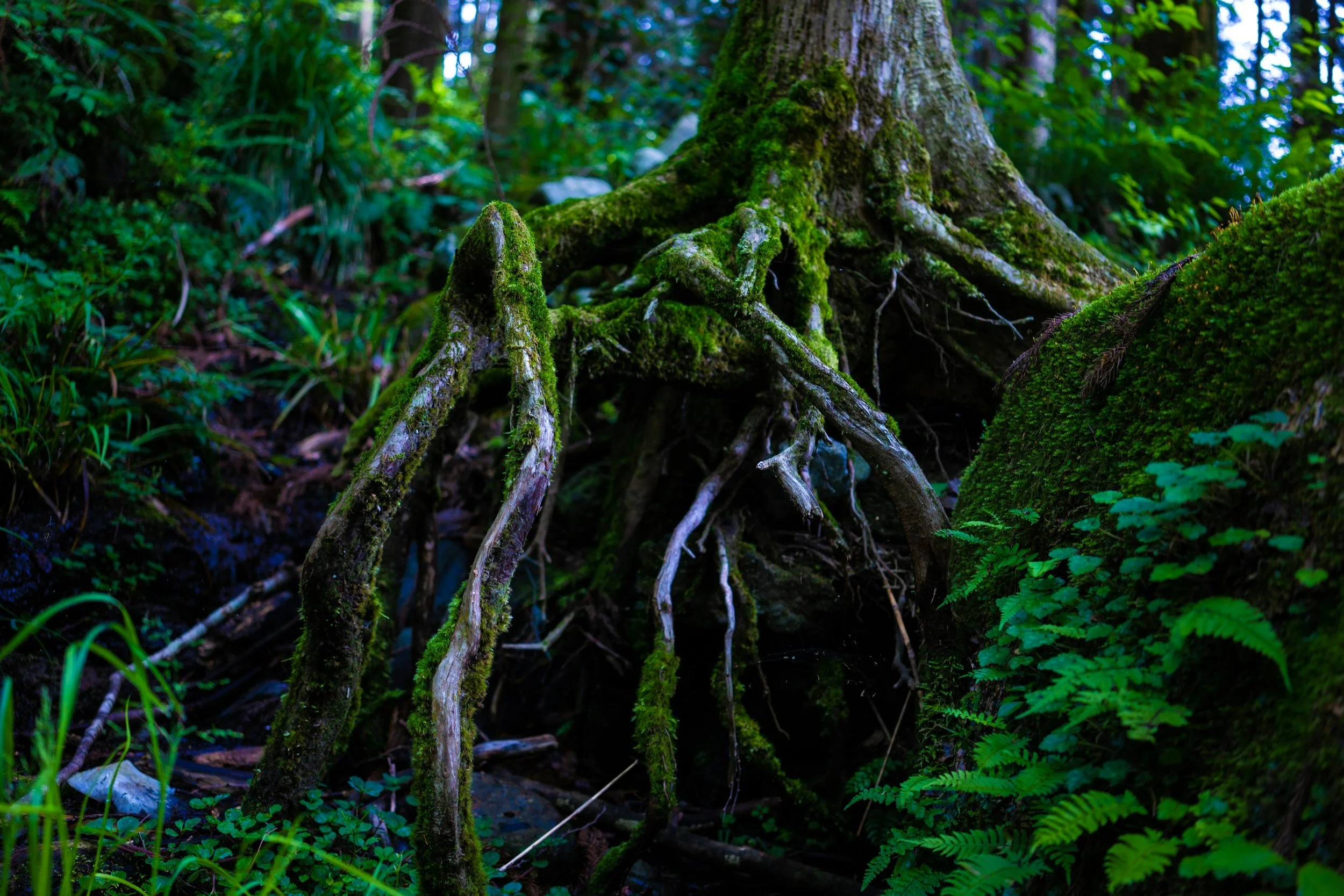 A moss-covered tree trunk with roots extending into lush green forest ground, surrounded by greenery and ferns.