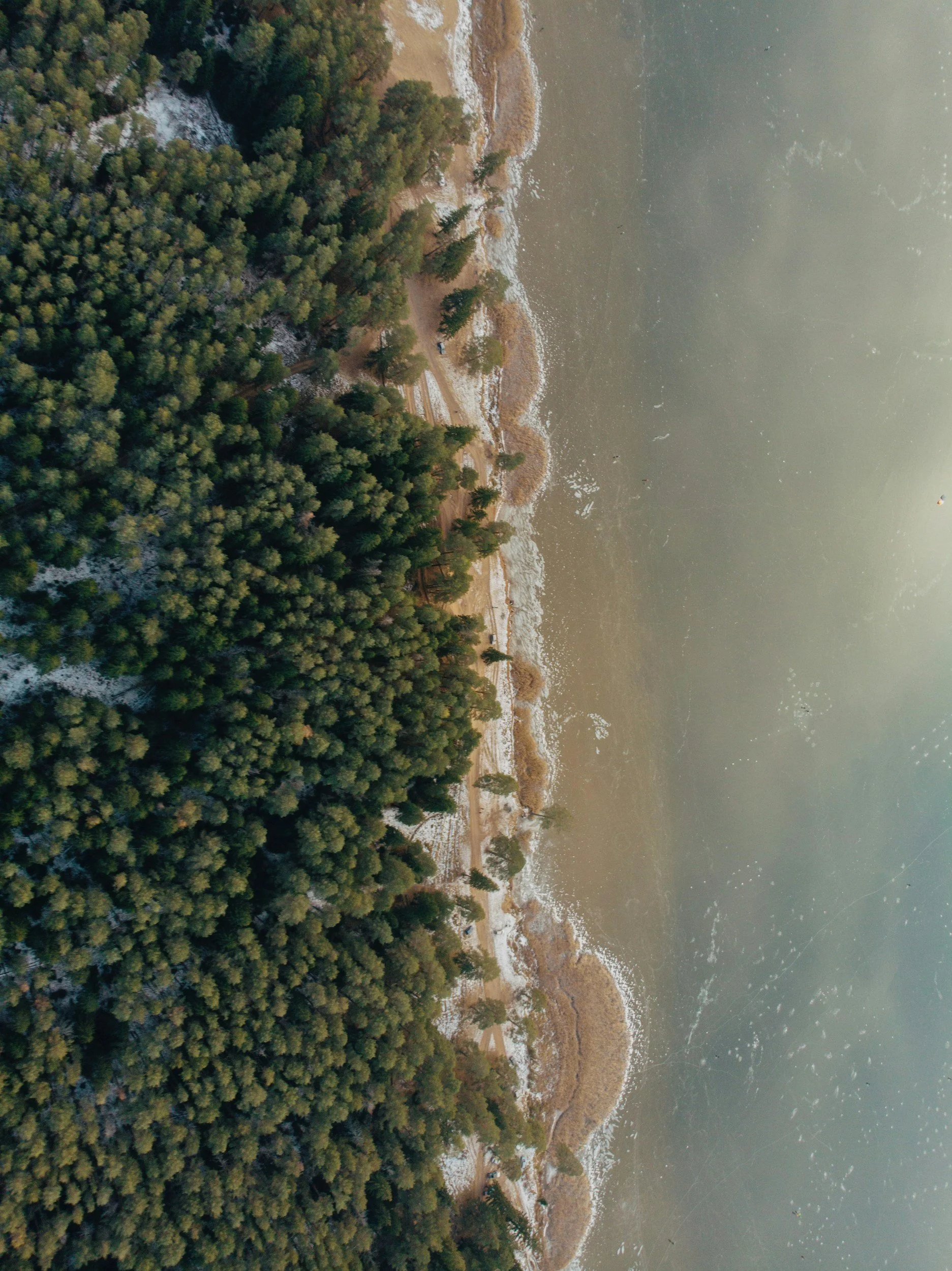 Aerial view of a forested coastline with trees along the shore, a sandy beach, and a calm body of water.