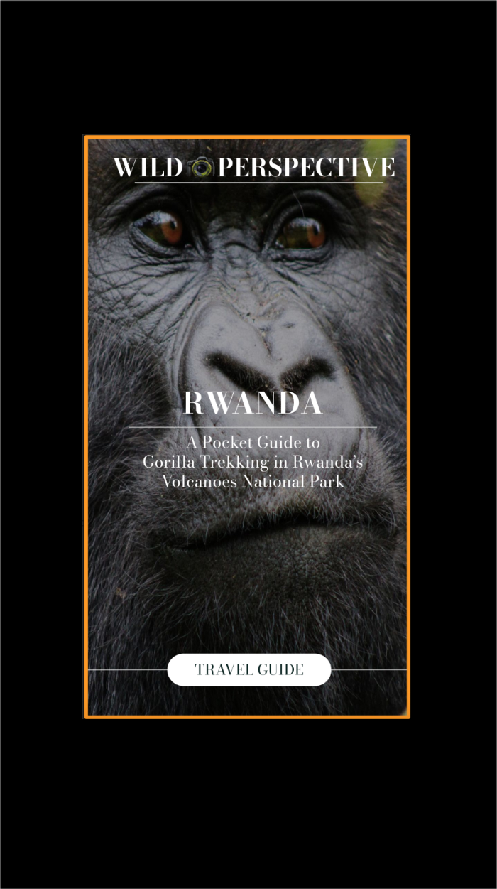 Guide to Gorilla Trekking in Rwanda