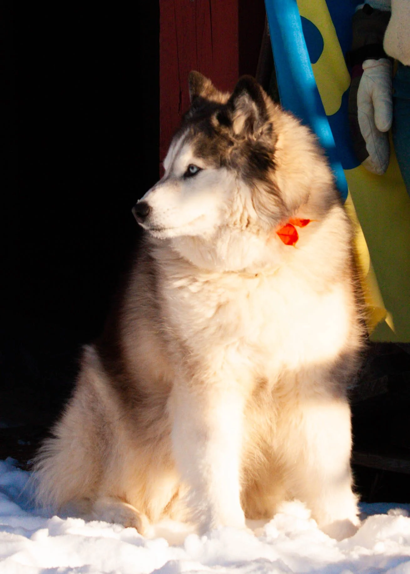 snow-dog-portrait-husky-red-bow.jpg