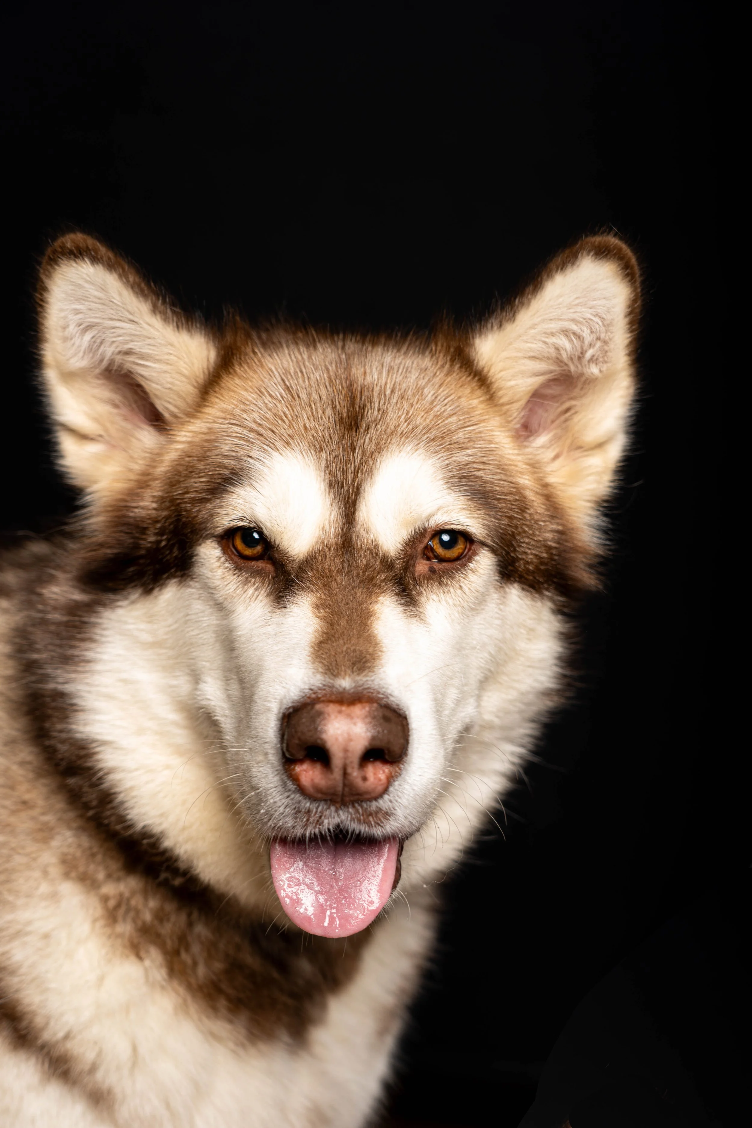 studio-dog-portrait-husky-black-background.jpg