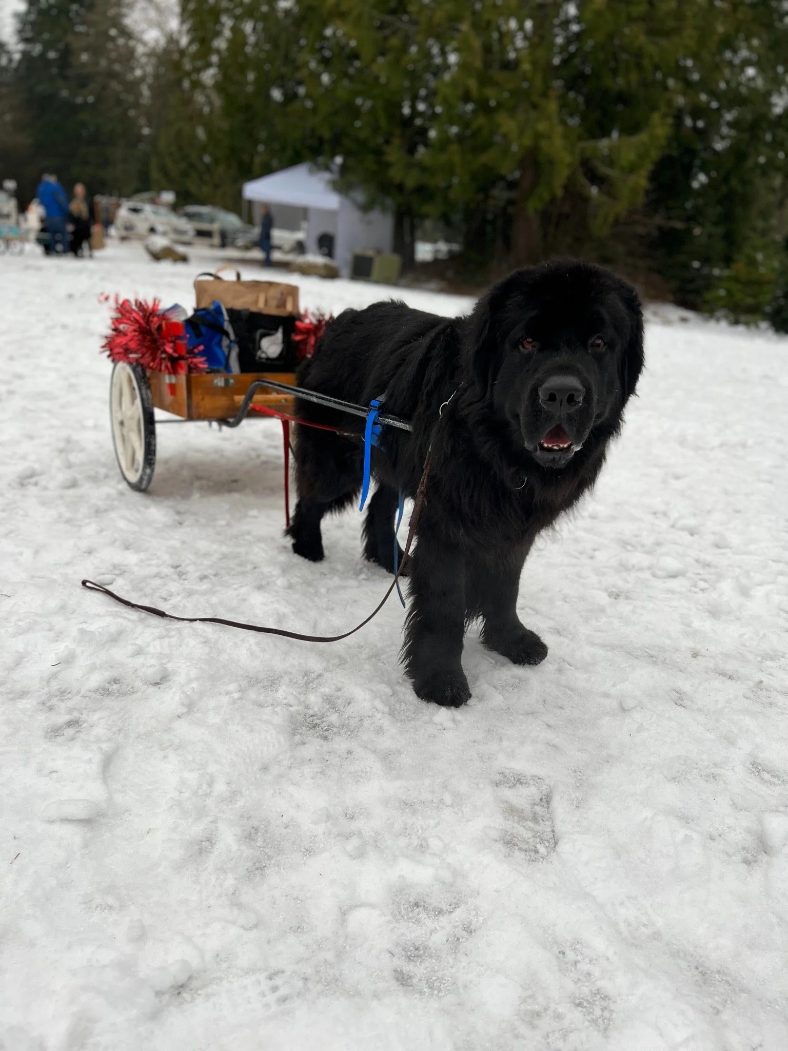 A black dog pulling a wooden cart on snow, with people, trees, and tents in the background.