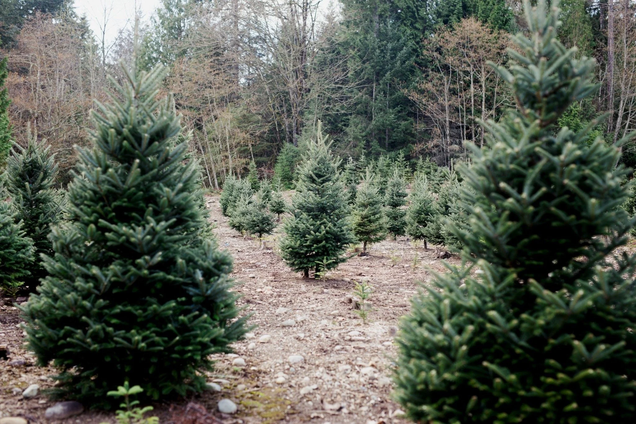 Rows of young evergreen Christmas trees on a farm, with a wooded forest in the background.