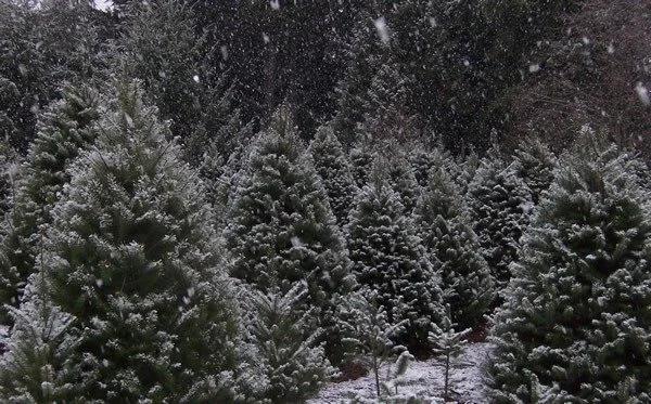 Snow-covered evergreen trees in a forest during snowfall.