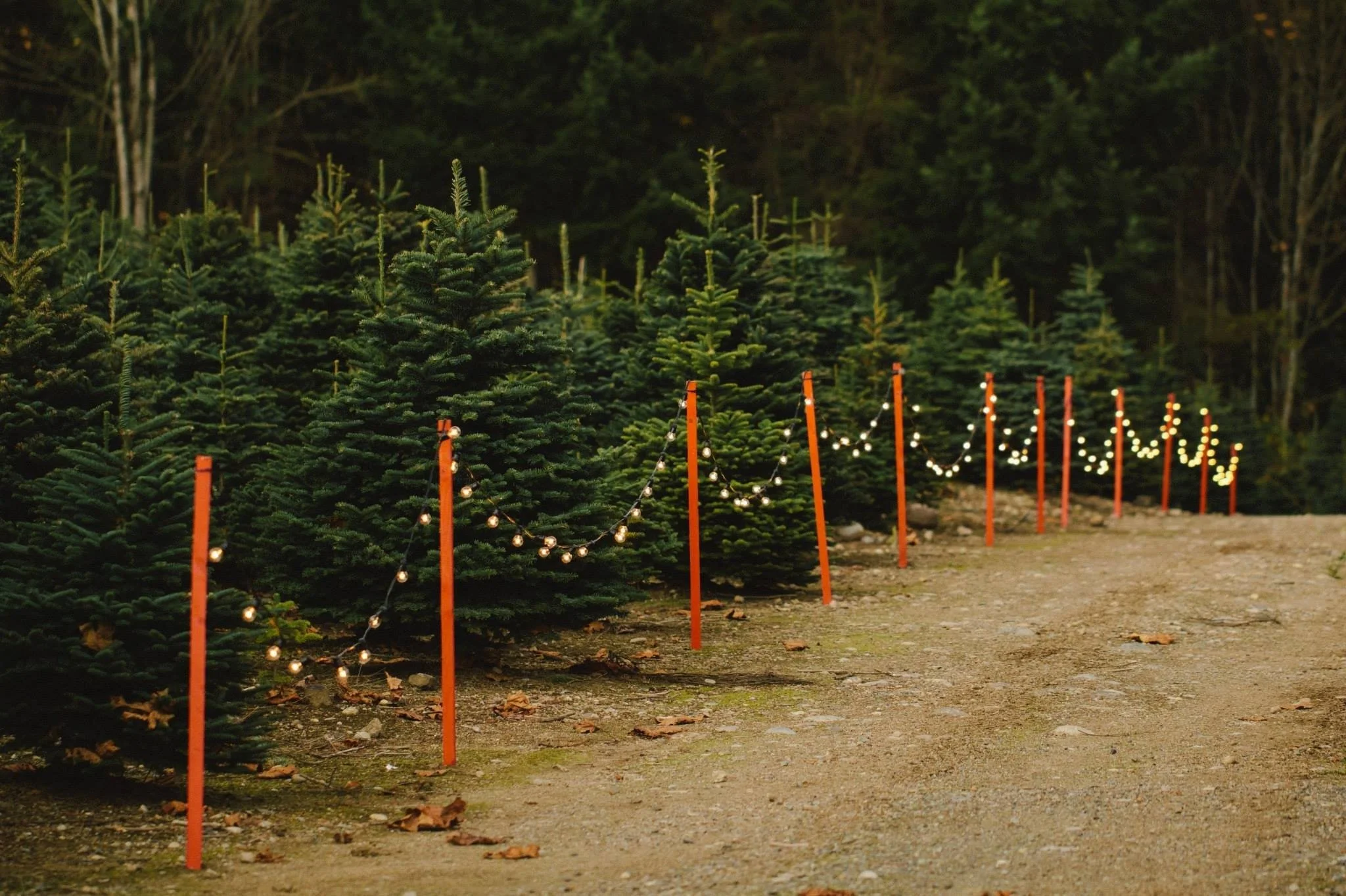 lighted-path-through-christmas-tree-farm-trinity.jpg