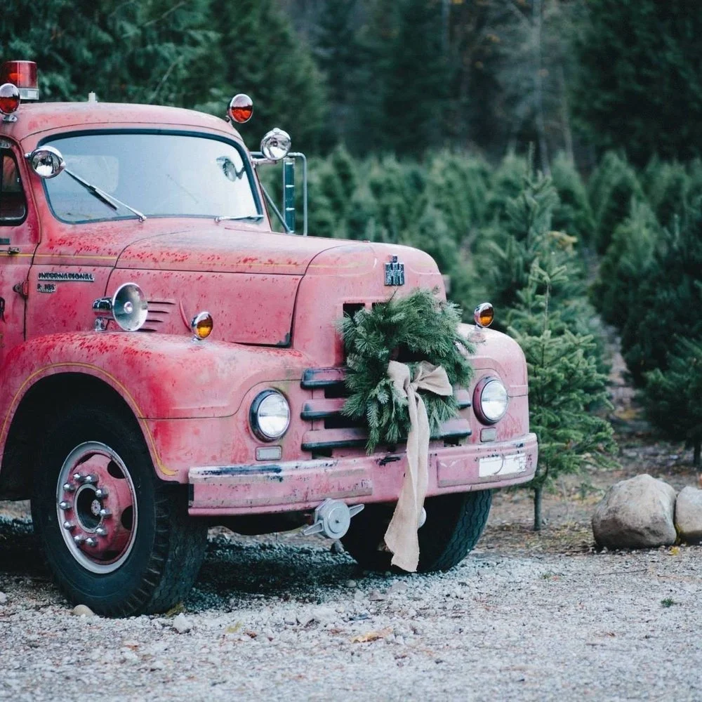 A vintage red truck decorated with Christmas greenery and a beige ribbon, parked among young Christmas trees and rocks in a forested area.