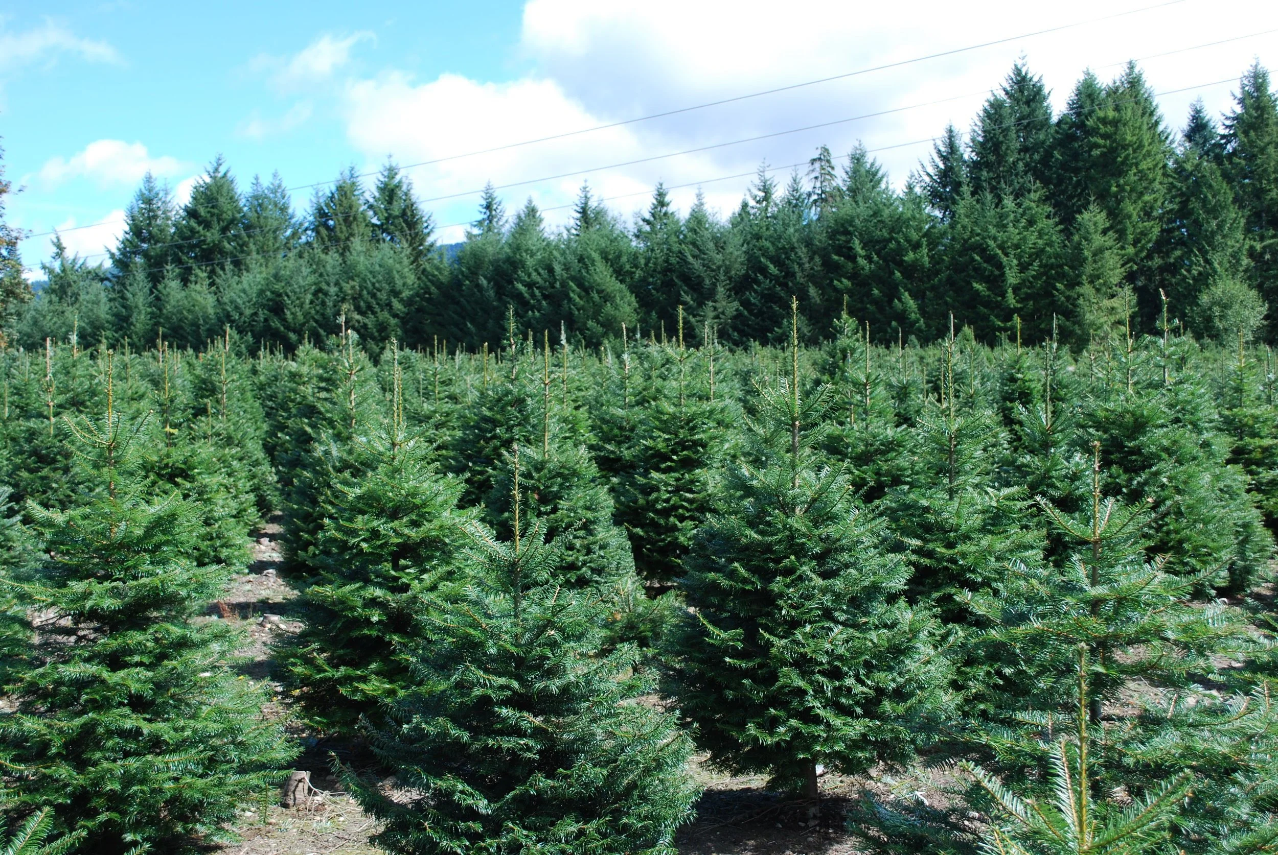 A Christmas tree farm with rows of young evergreen trees on a partly cloudy day.