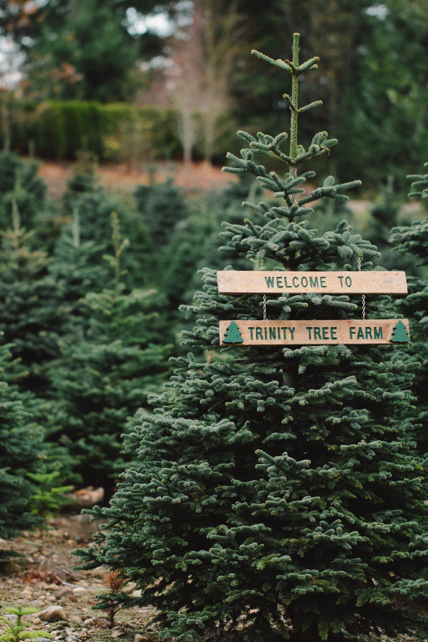 A green Christmas tree with a wooden sign that reads "Welcome to Trinity Tree Farm," decorated with small green trees and hanging chains in a tree farm setting.