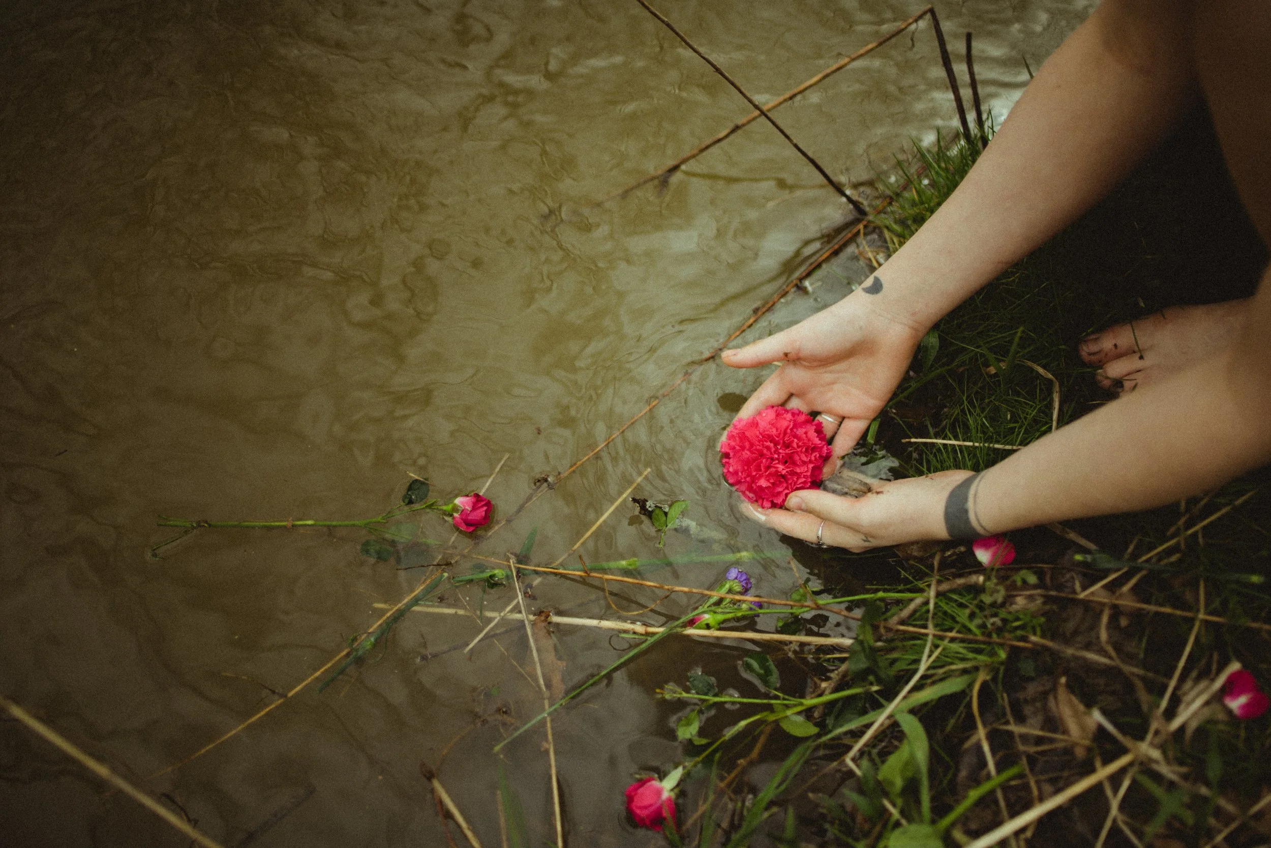 Person placing a pink carnation flower into a muddy pond with scattered other flowers and greenery.