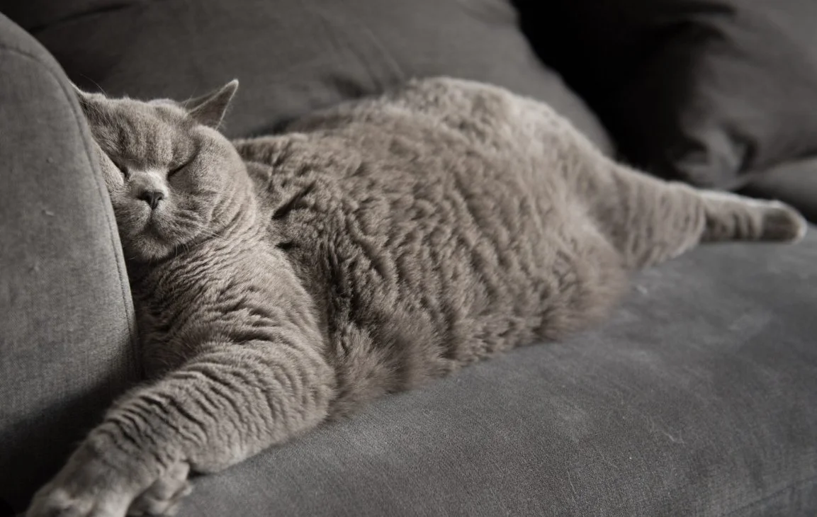 🐱 Full-Day Cat Sitting (1–12 Hours)