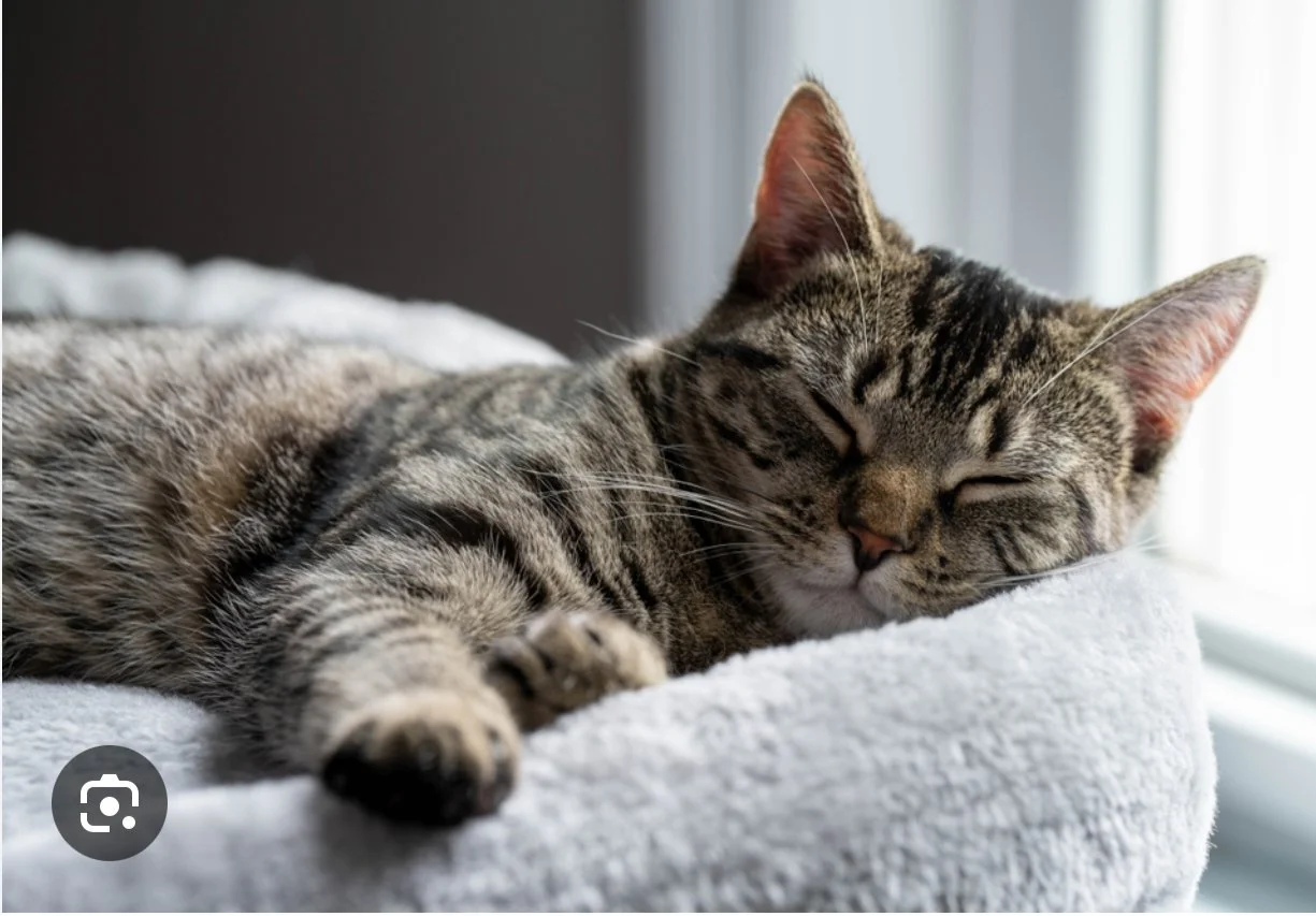 🌙 Overnight Cat Sitting (24-Hour Care)