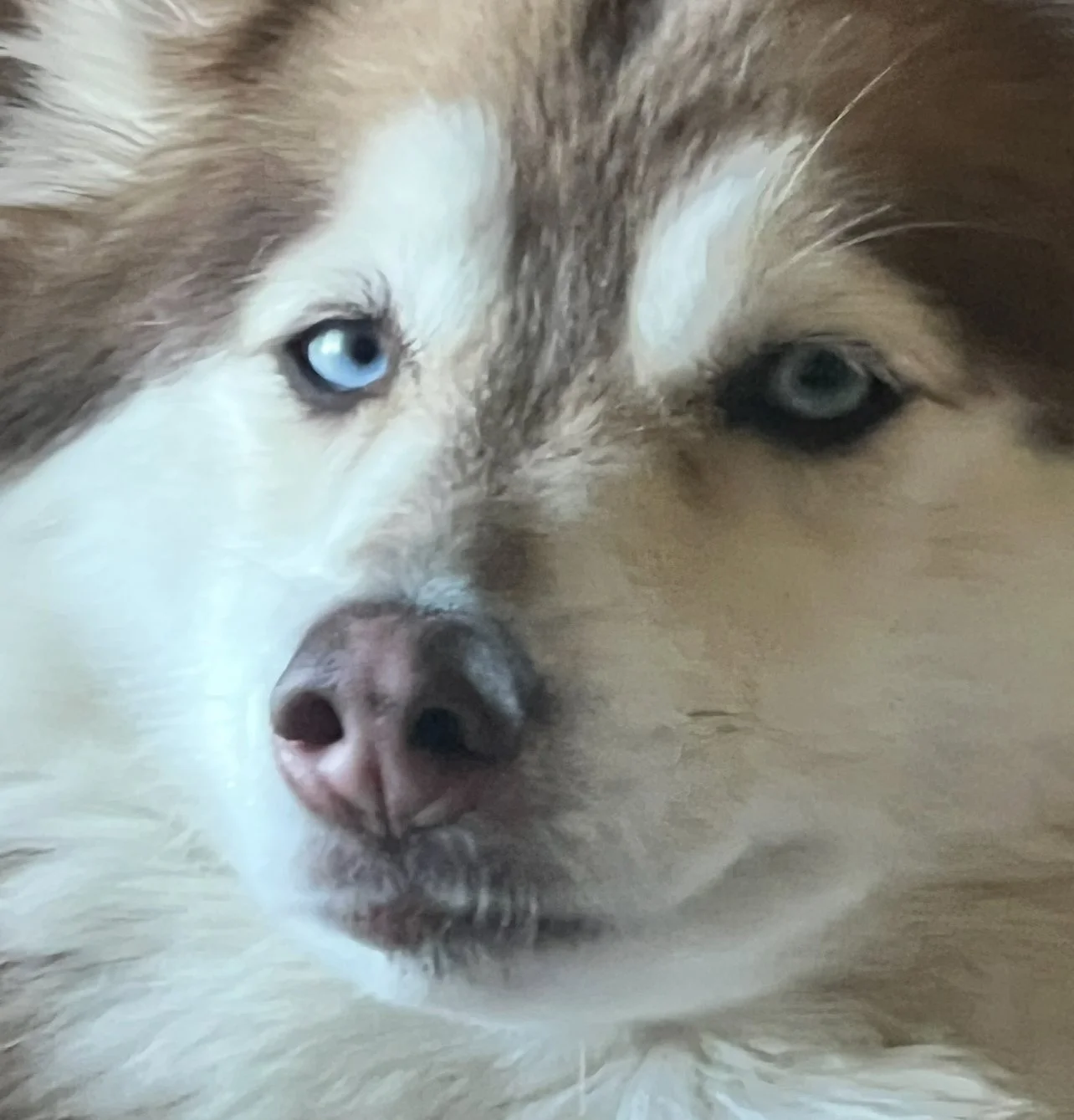 Close-up of a Siberian Husky dog with blue eyes and a light-colored and brown coat.
