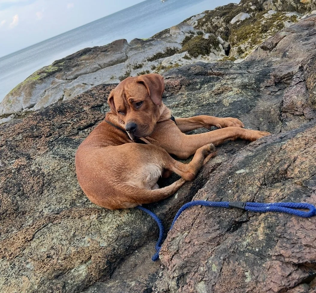 Brown puppy lying on rocks by the ocean, with a blue leash beside it, looking back at the camera.