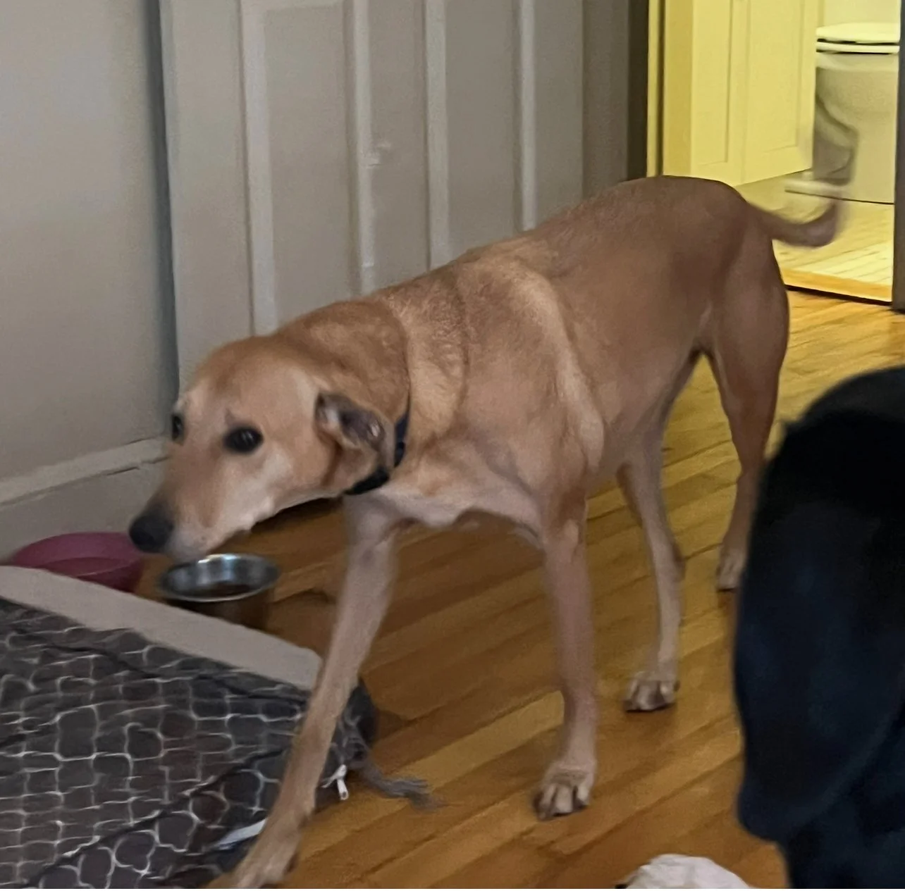 ENCHANTED SHORT BOARDS (4 DAY OR LESS)