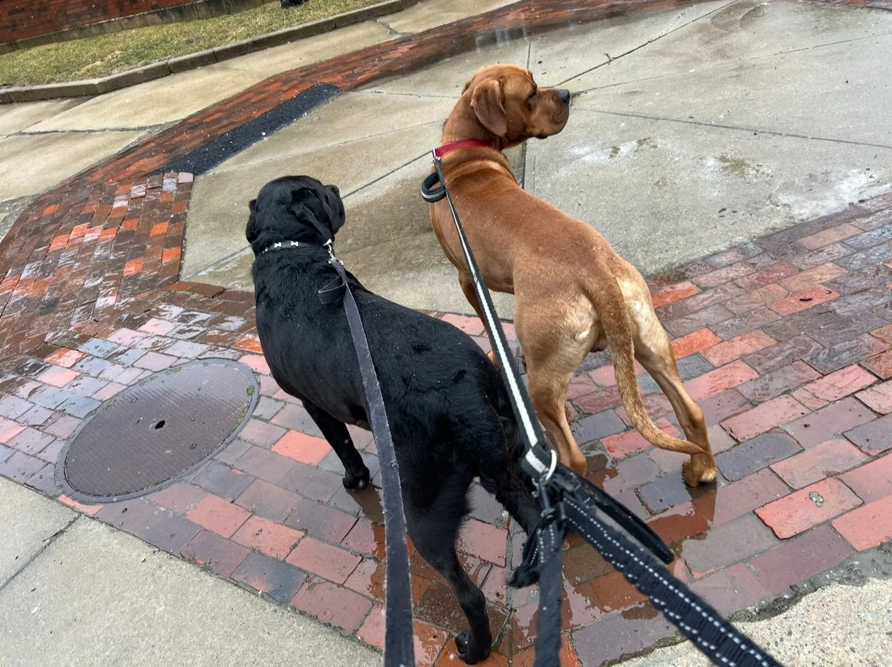 Two dogs on leashes standing on a wet brick sidewalk, looking in opposite directions.