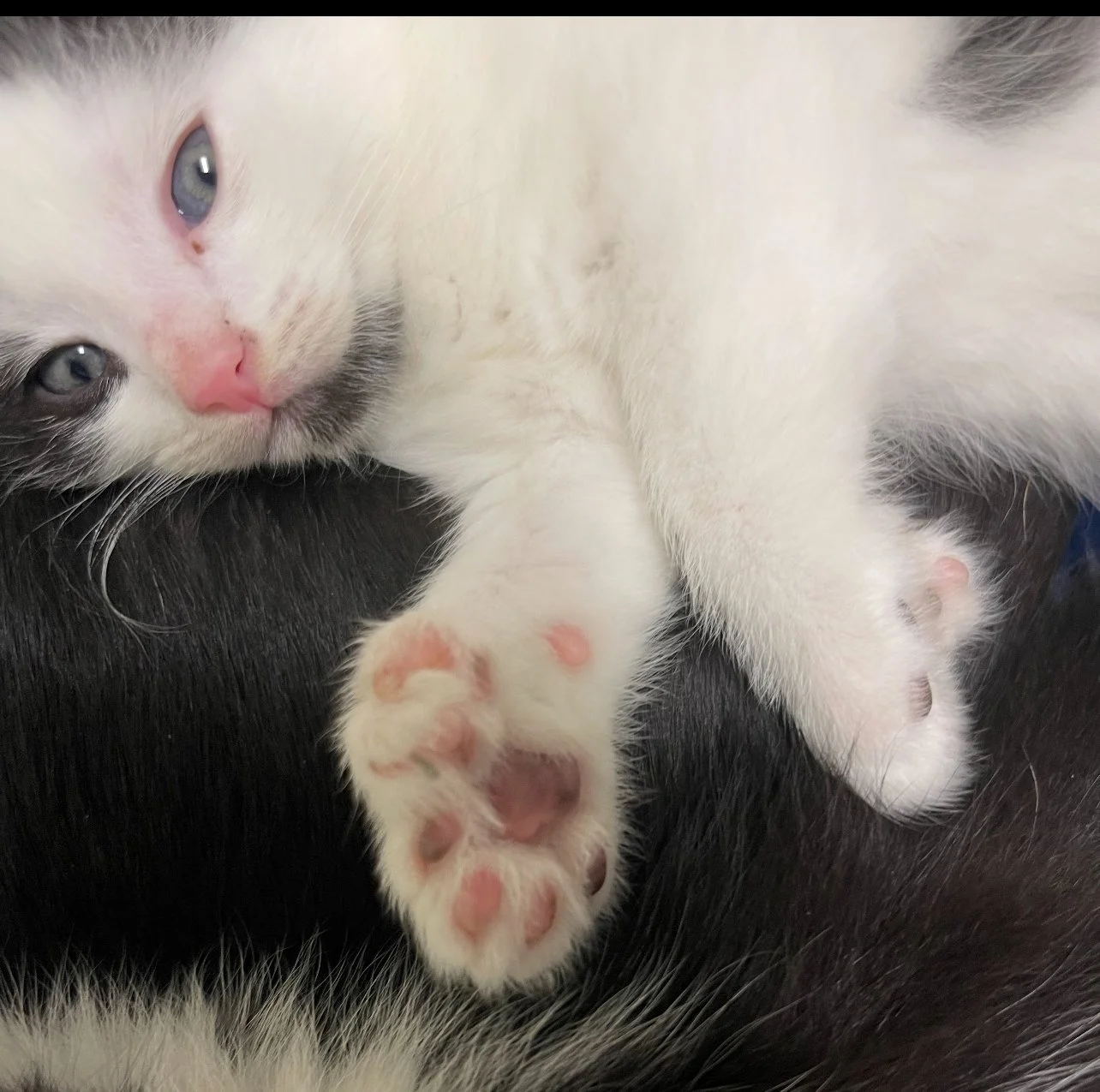 ENCHANTED CAT VISITS