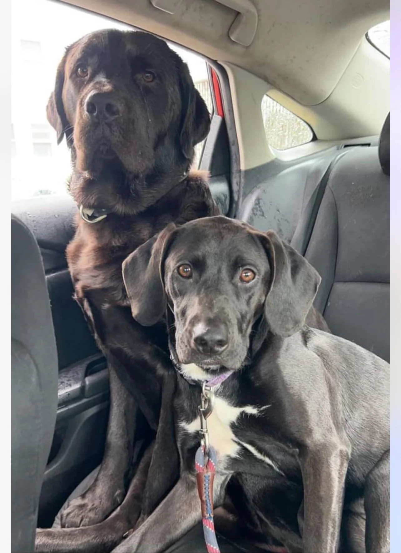 Two black dogs sitting in the back seat of a car, one on the left side looking out the window and the other in the center looking at the camera.