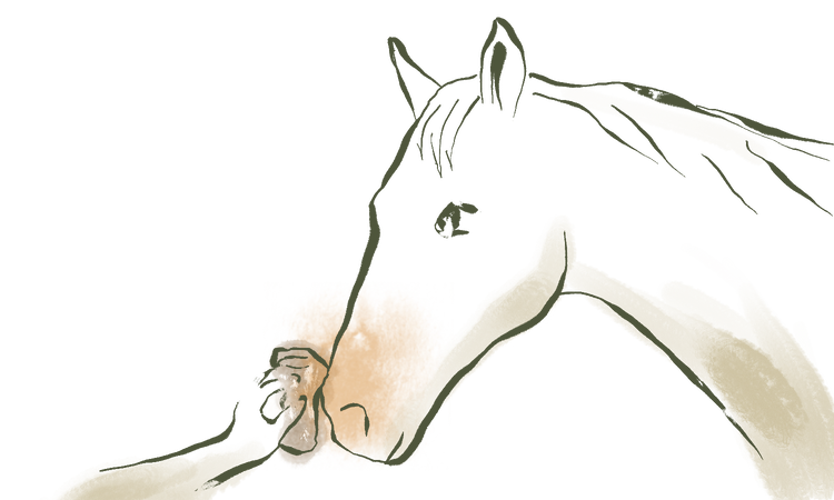 Minimalist Sumi-e ink and terracotta watercolor wash drawing of a human hand gently wiping a horse's muzzle, depicting a quiet pre-session grooming routine.