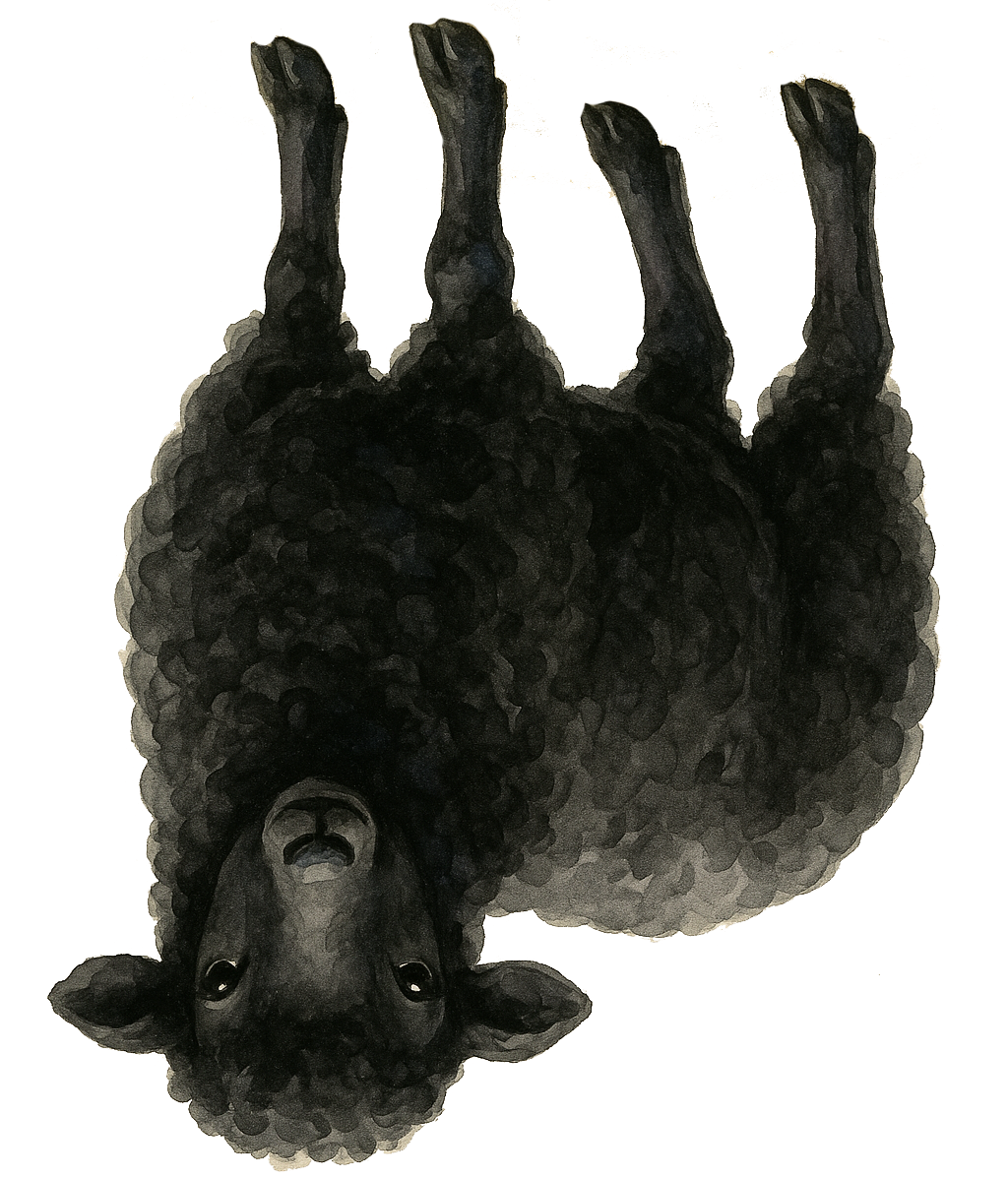 Black Sheep