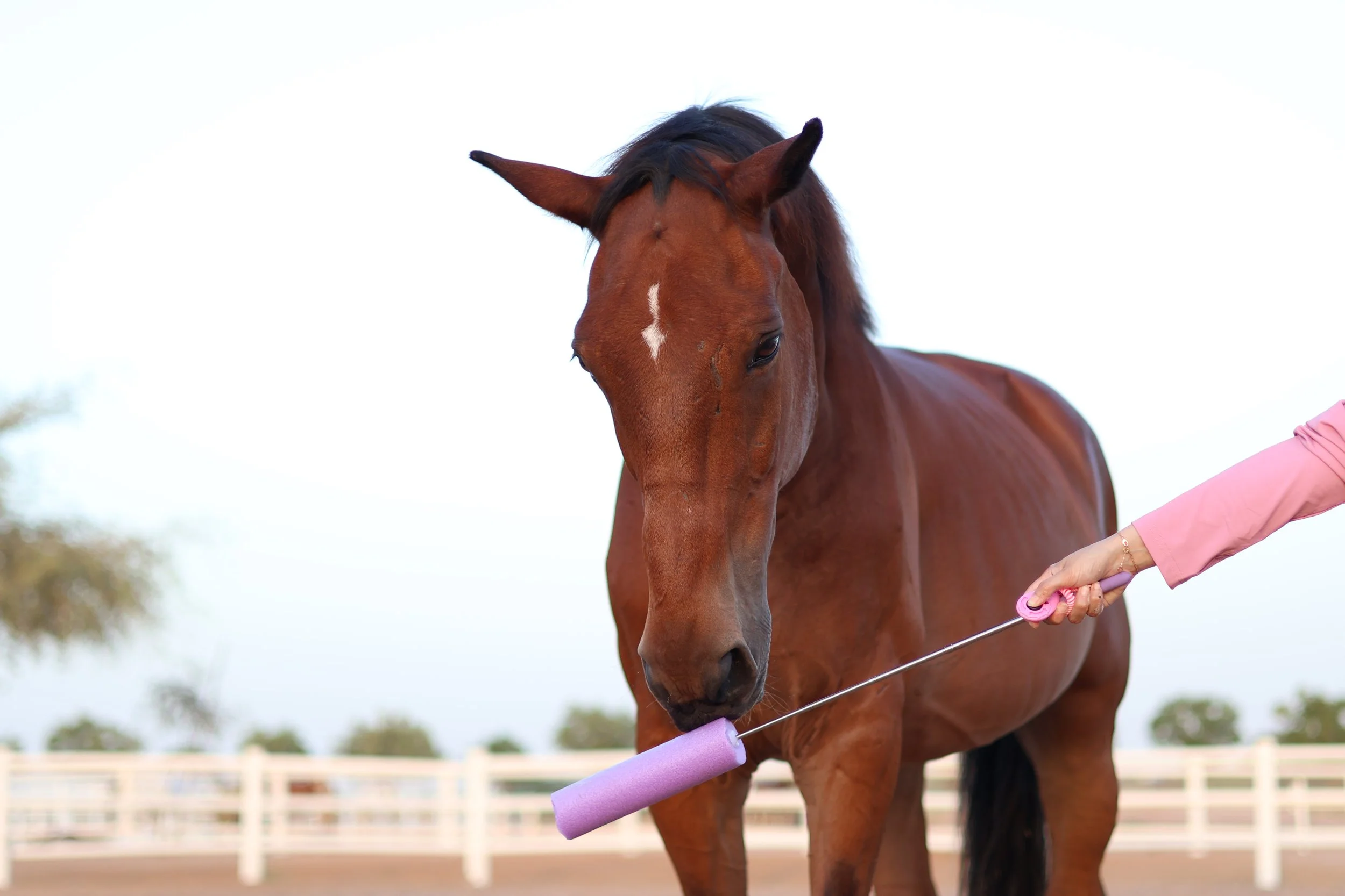 A brown horse is being target trained using positive reinforcement